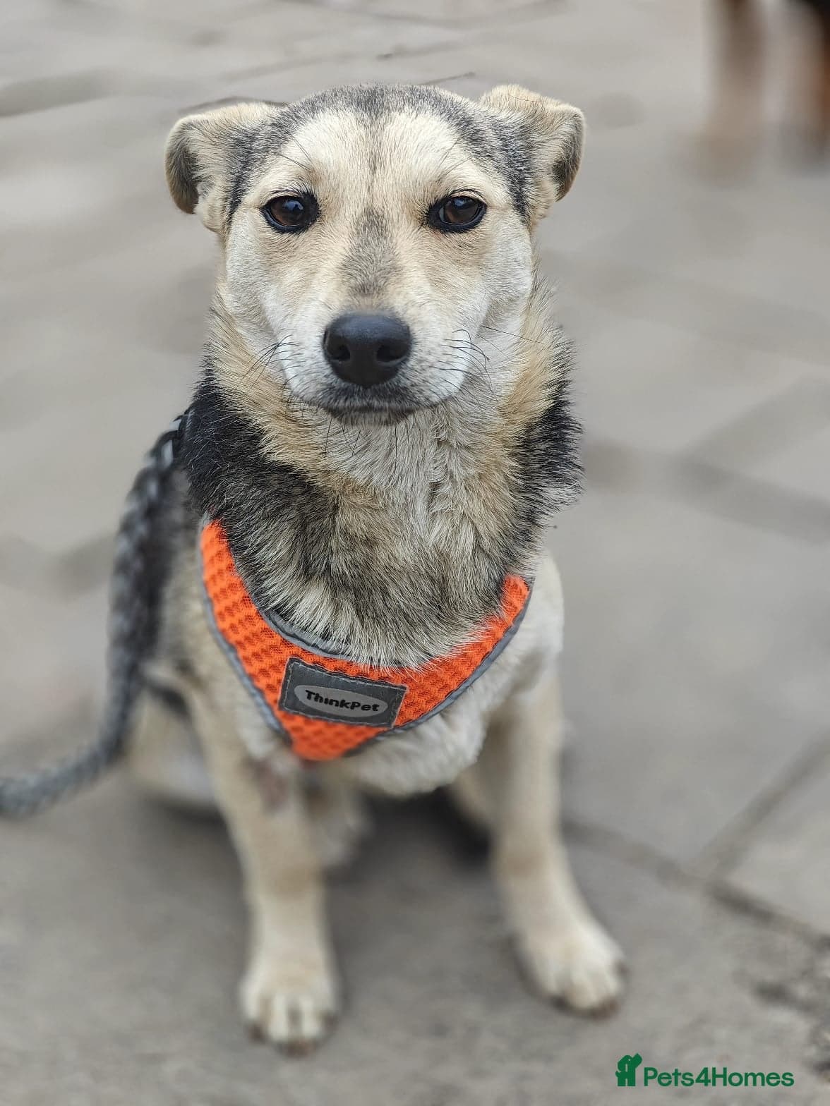 ️🐶 maree — Mixed Breed