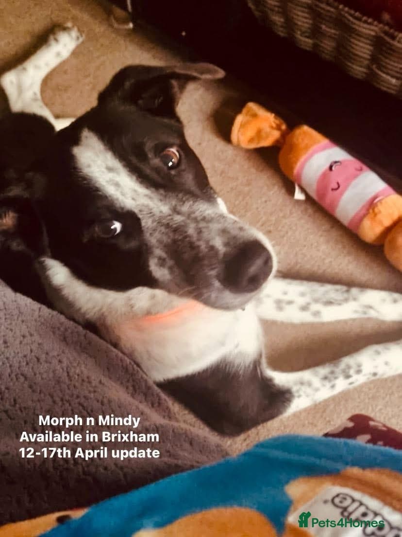 Pretty Mindy. Reserved STC. photo 4