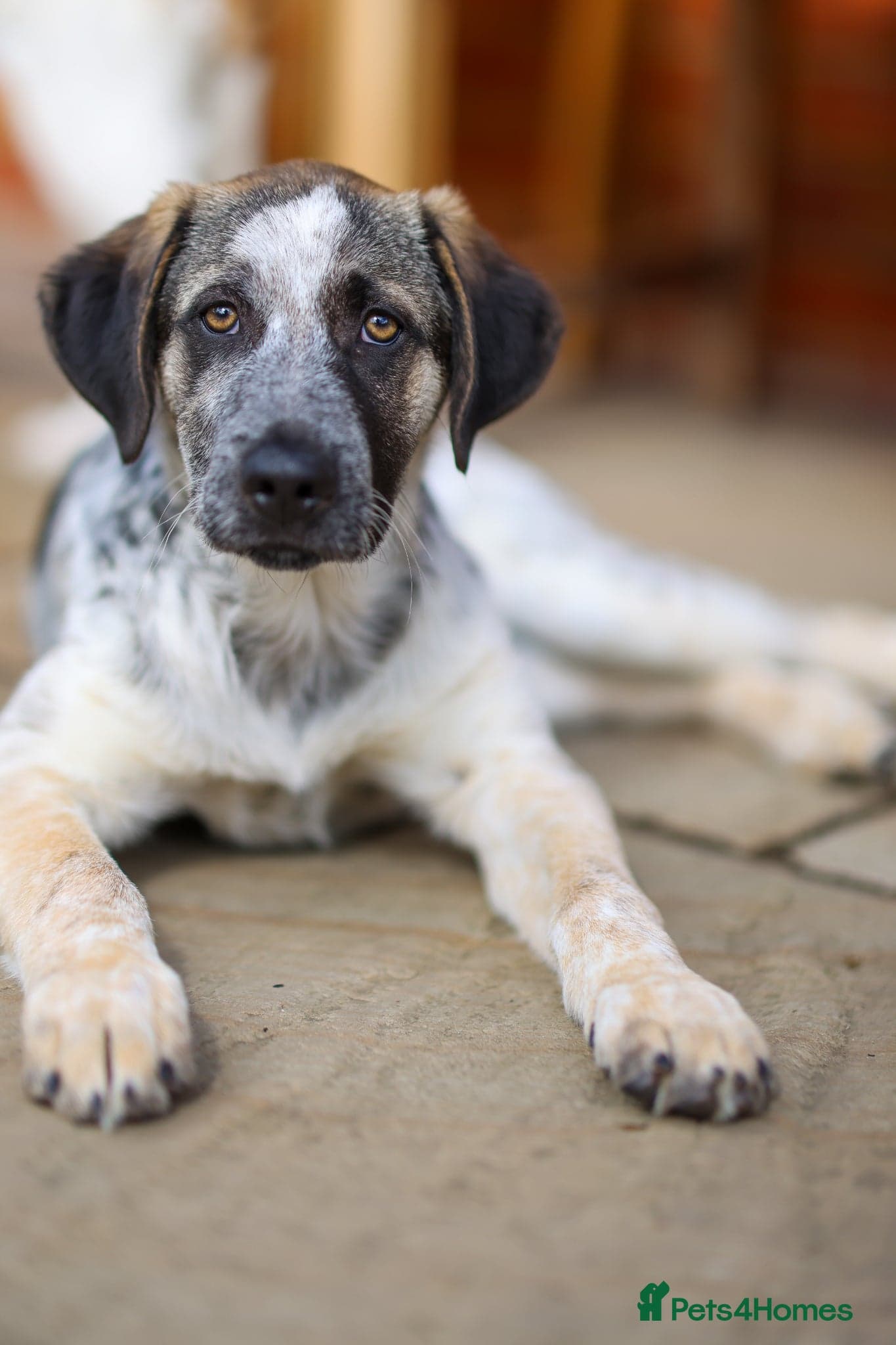 Easygoing Electra - Colourful Lab type photo 27