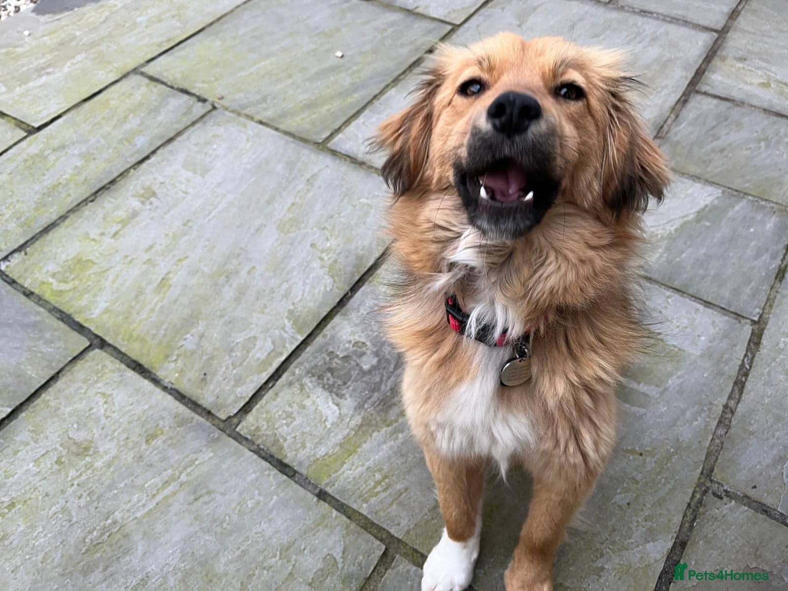 Simona — Mixed Breed