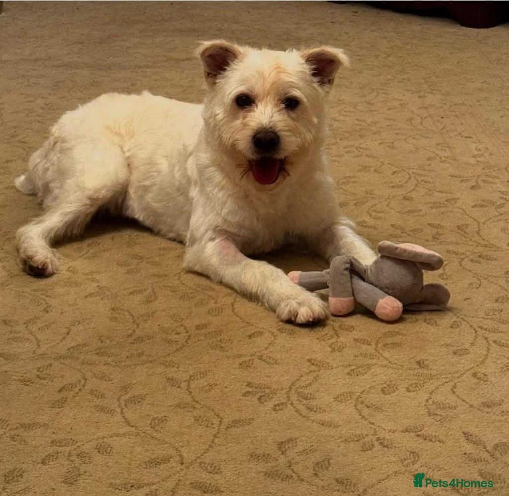 Meet Snow, currently residing in Derbyshire photo 5