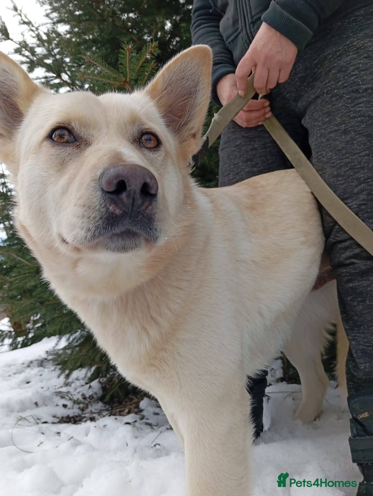 ️🐶 milady photo 7