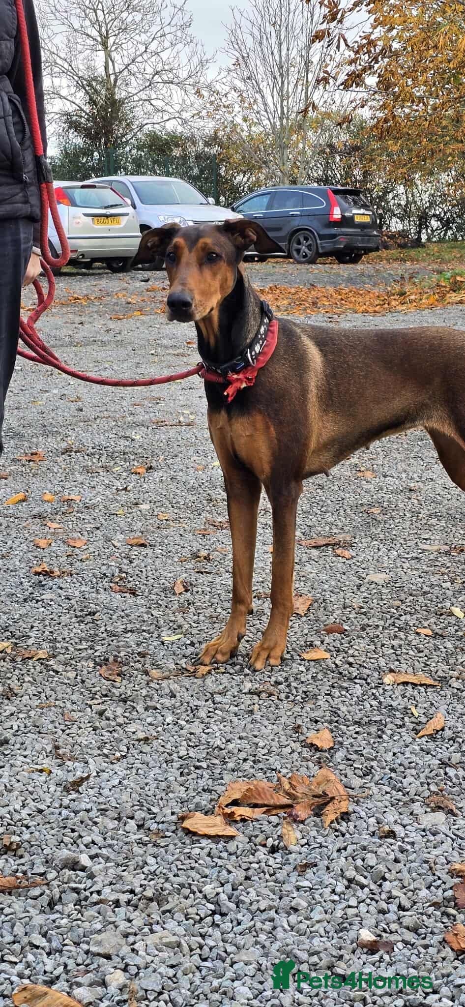 BONNIE ๐ Playful, Loving Girl photo 13