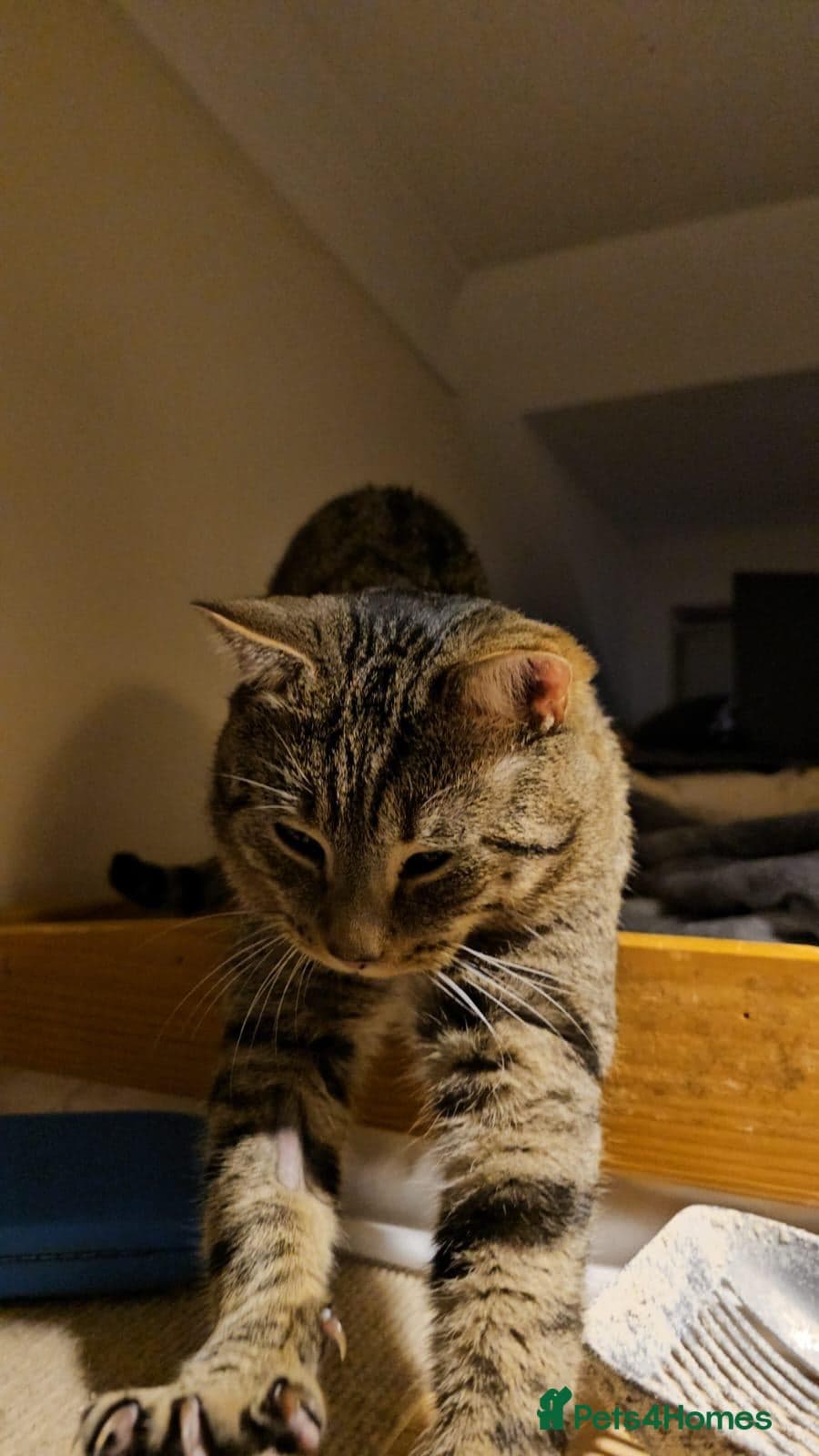 Gentle 10 month rescue MaleCat photo 10