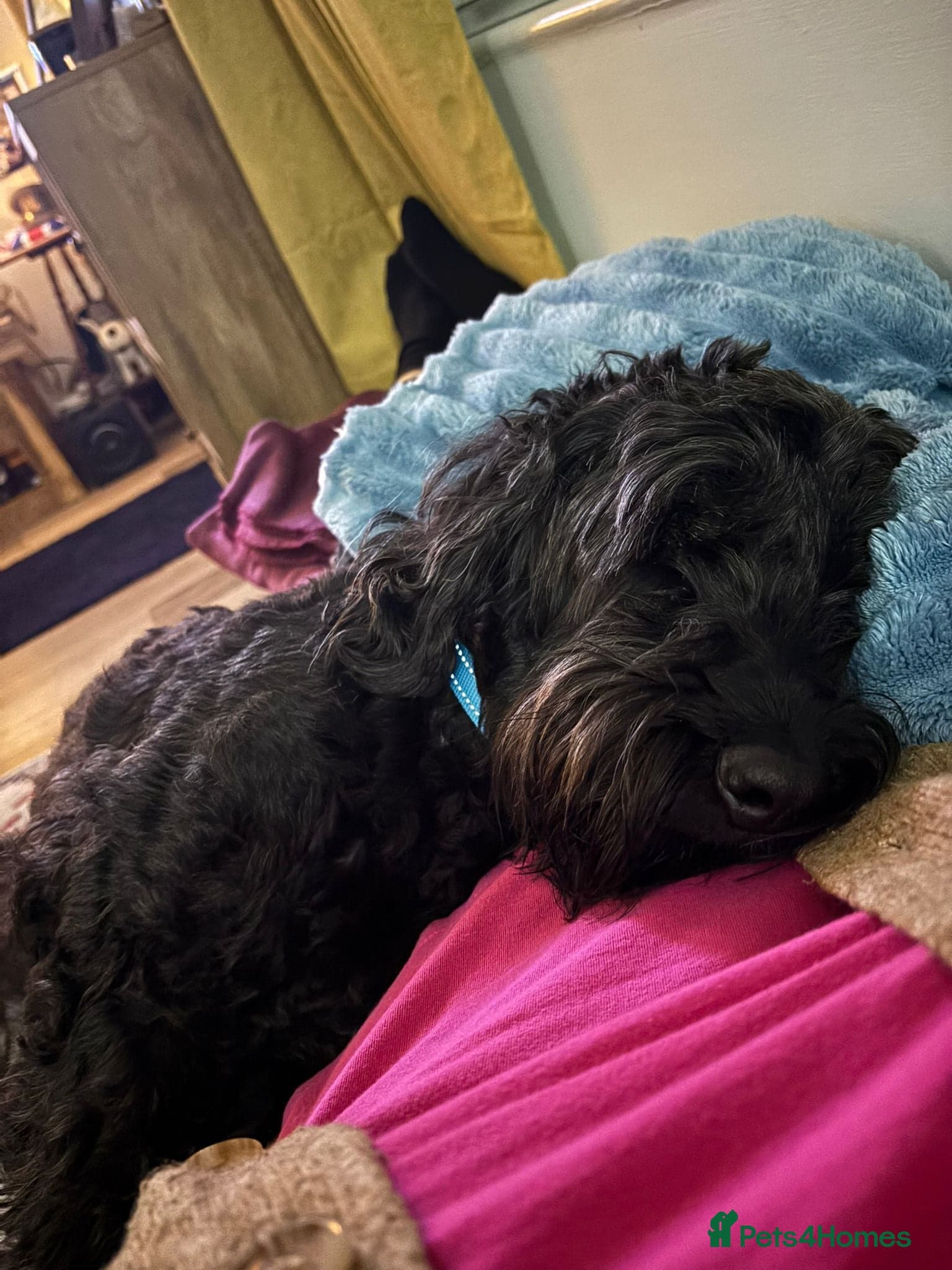 FOSTER or ADOPT💙JACK💙- 4.5-year-old Cockapoo boy photo 6