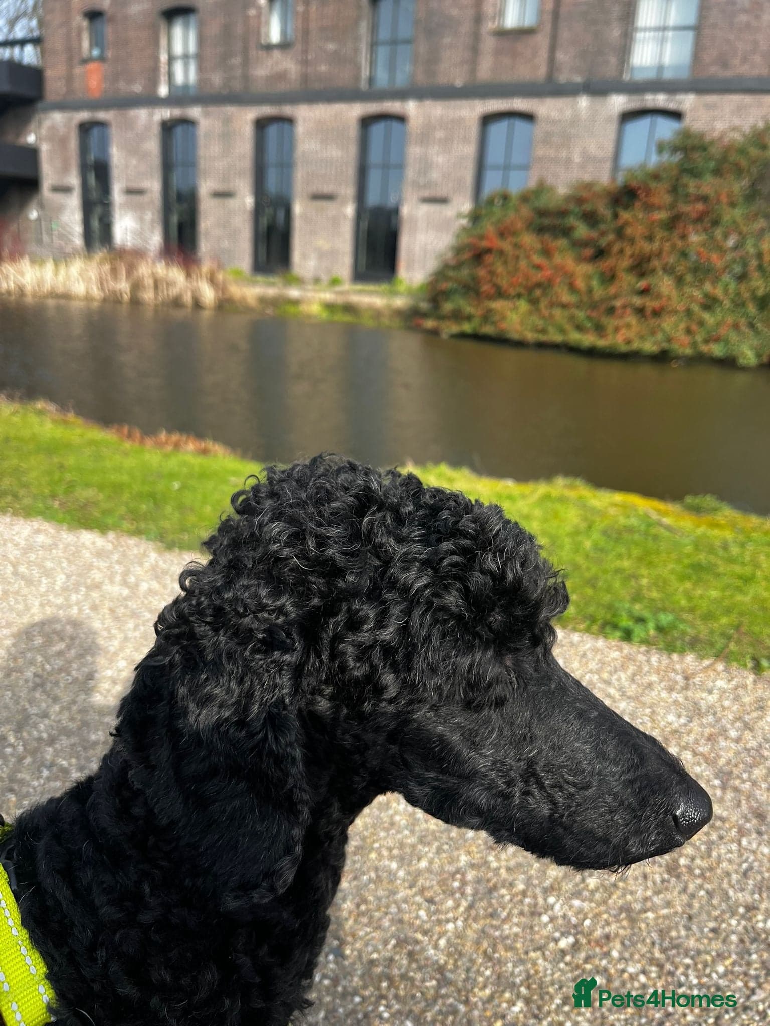 ️🐶 charlie photo 17