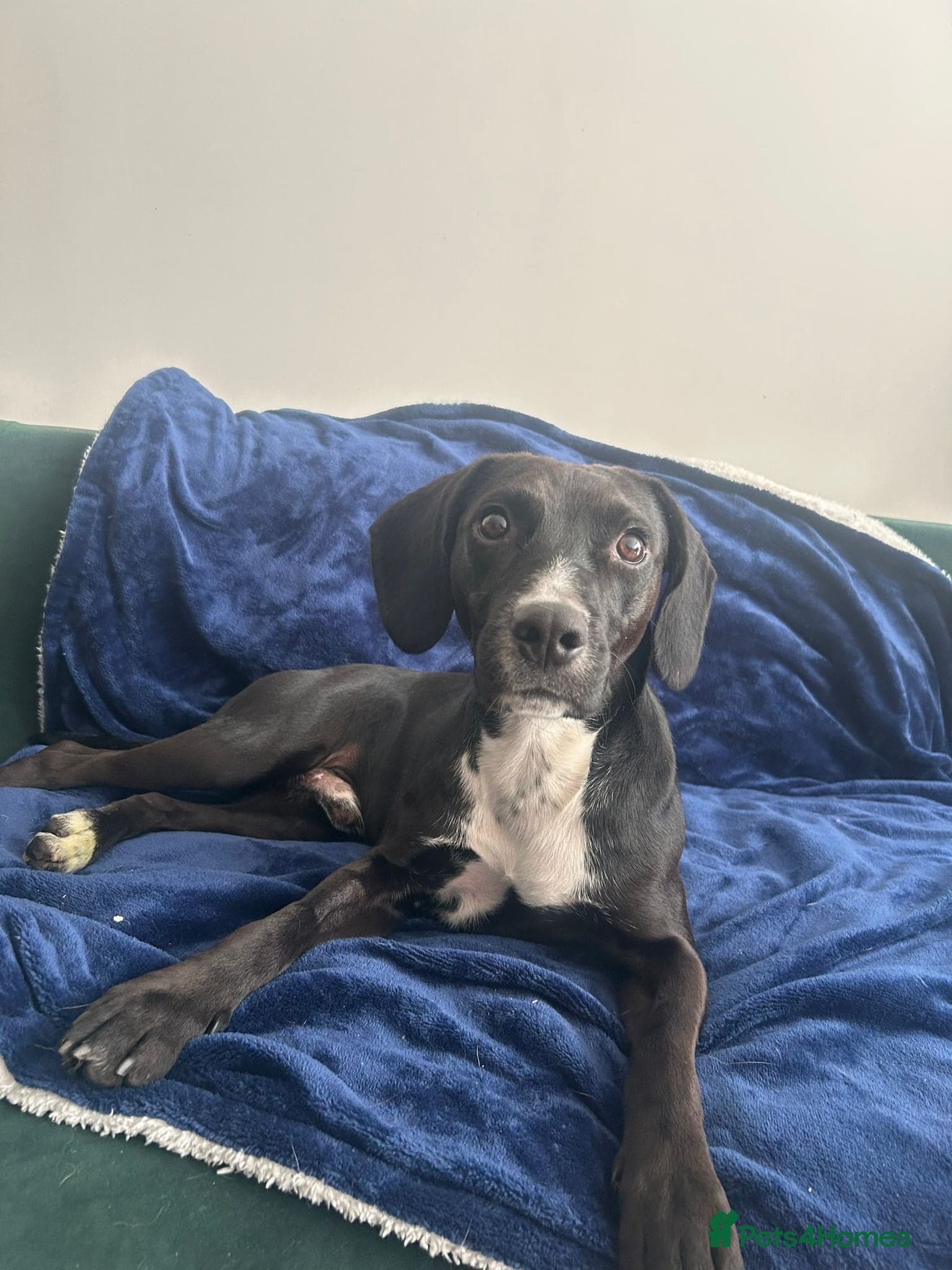 ️🐶 walter photo 9