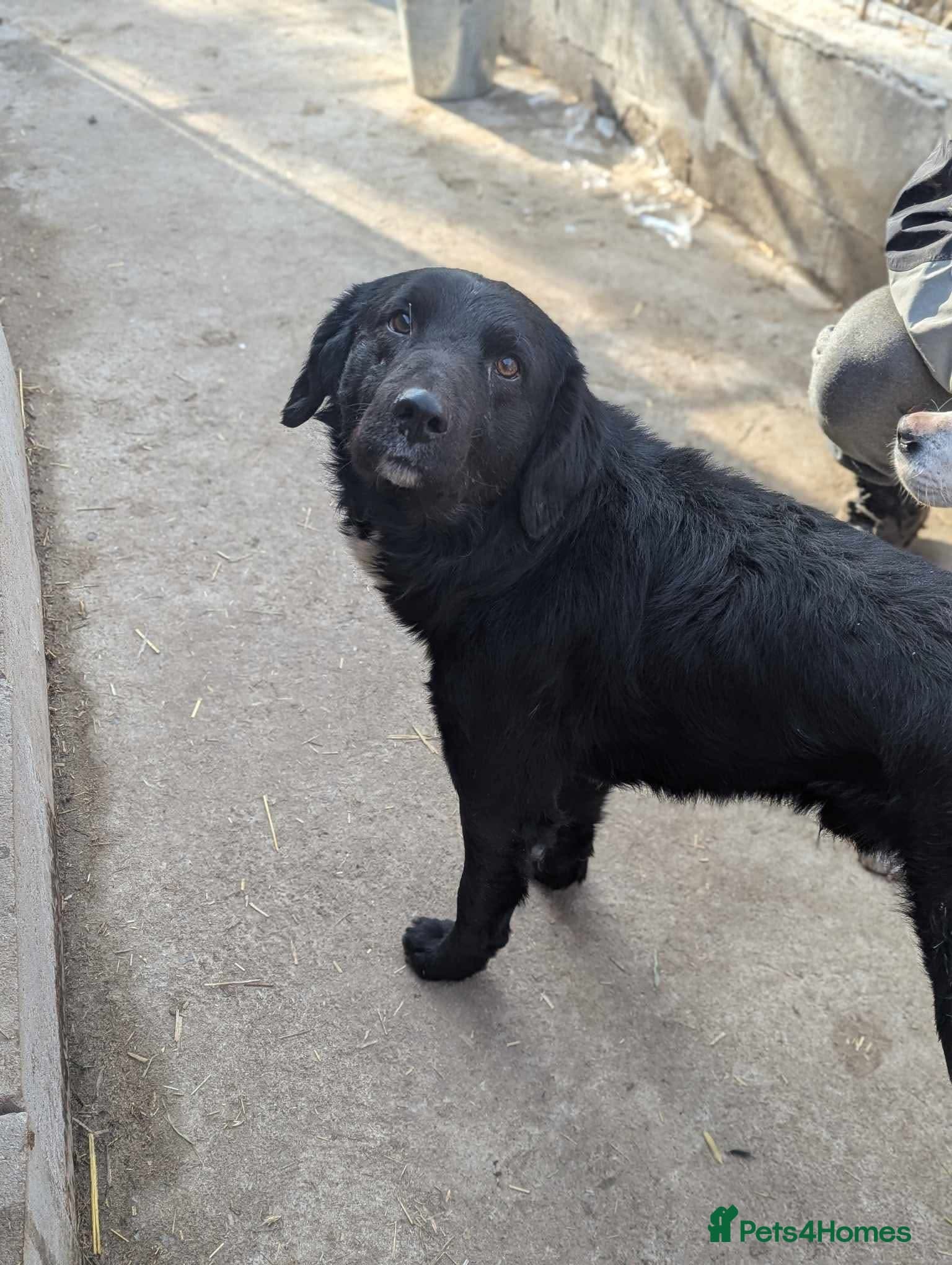 Negrut 💙 — Mixed Breed