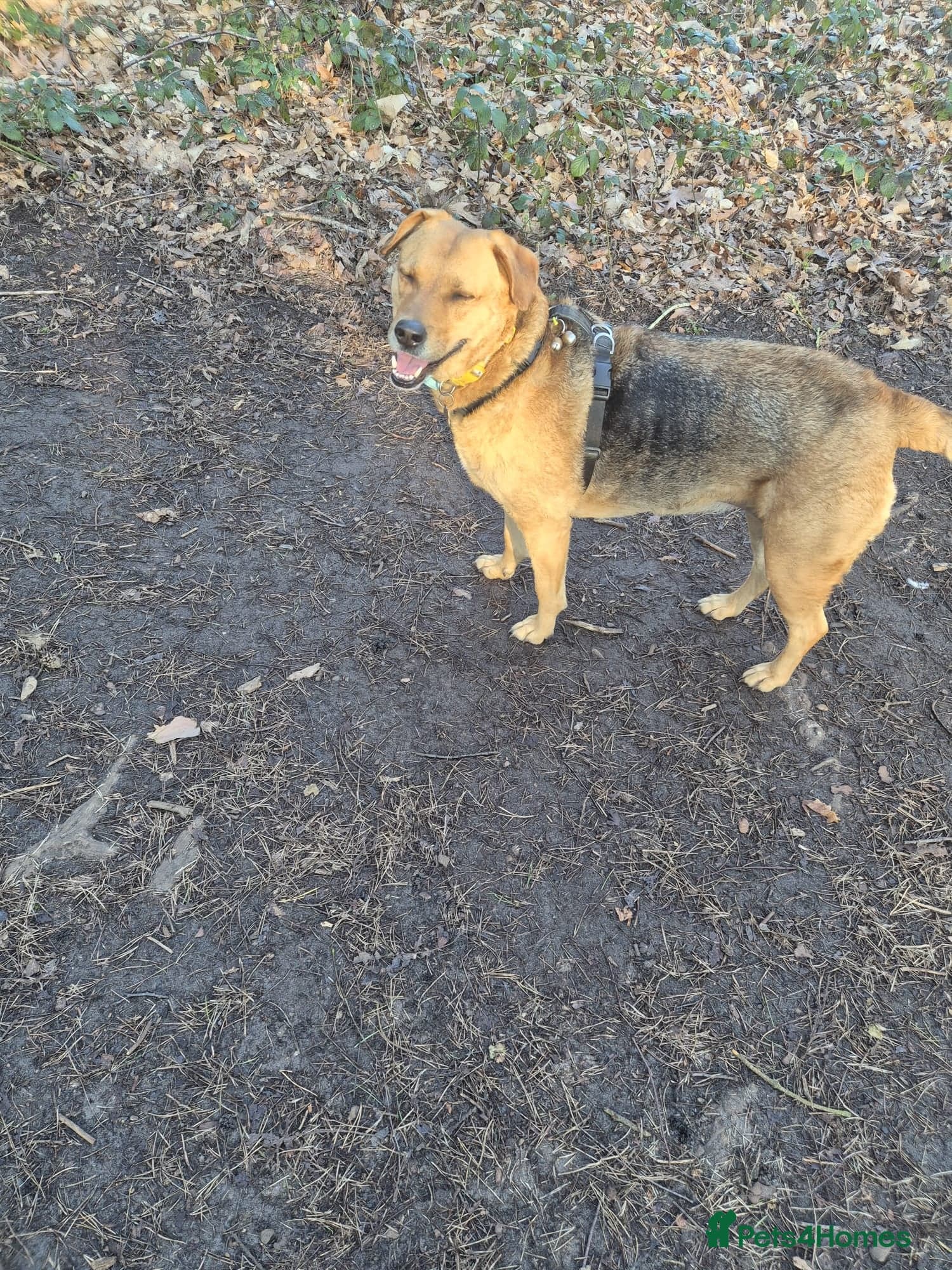 Sweet trinity photo 6