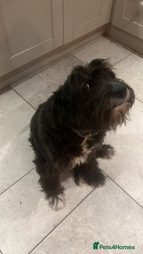 Meet Livi, currently residing in Cheshire photo 9