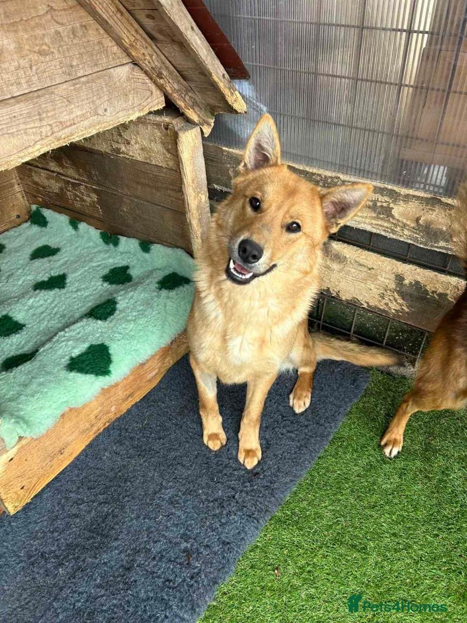 Jupiter — Mixed Breed