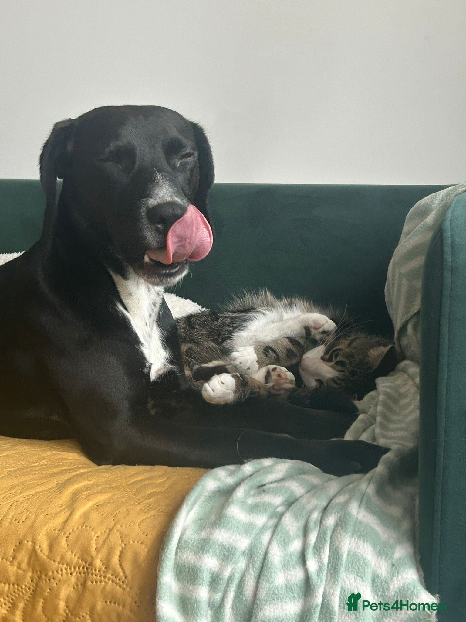 ️🐶 walter photo 16