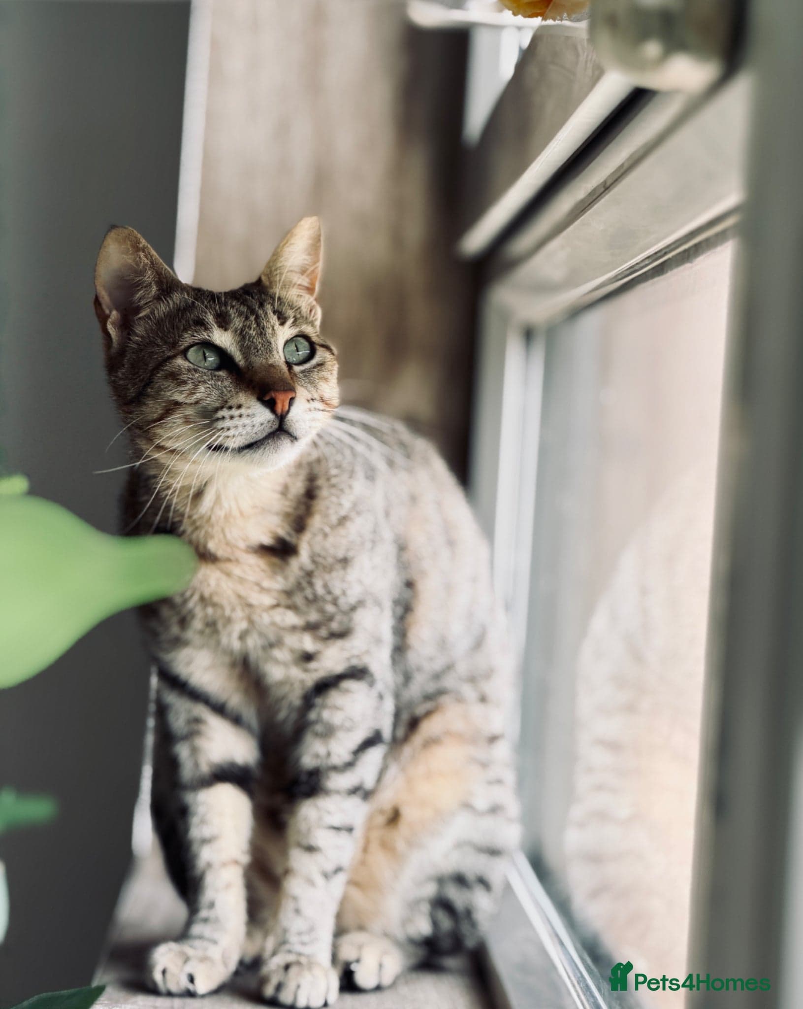 Hera ♥️ (House Cat) photo 14