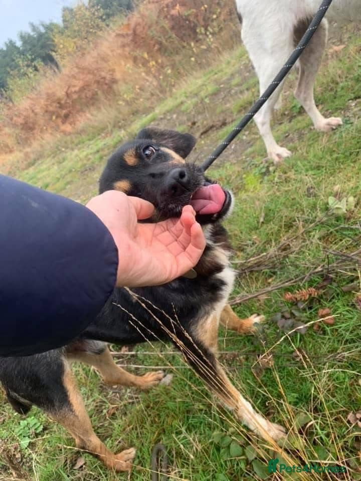 Paddy - Norwich Norfolk photo 8