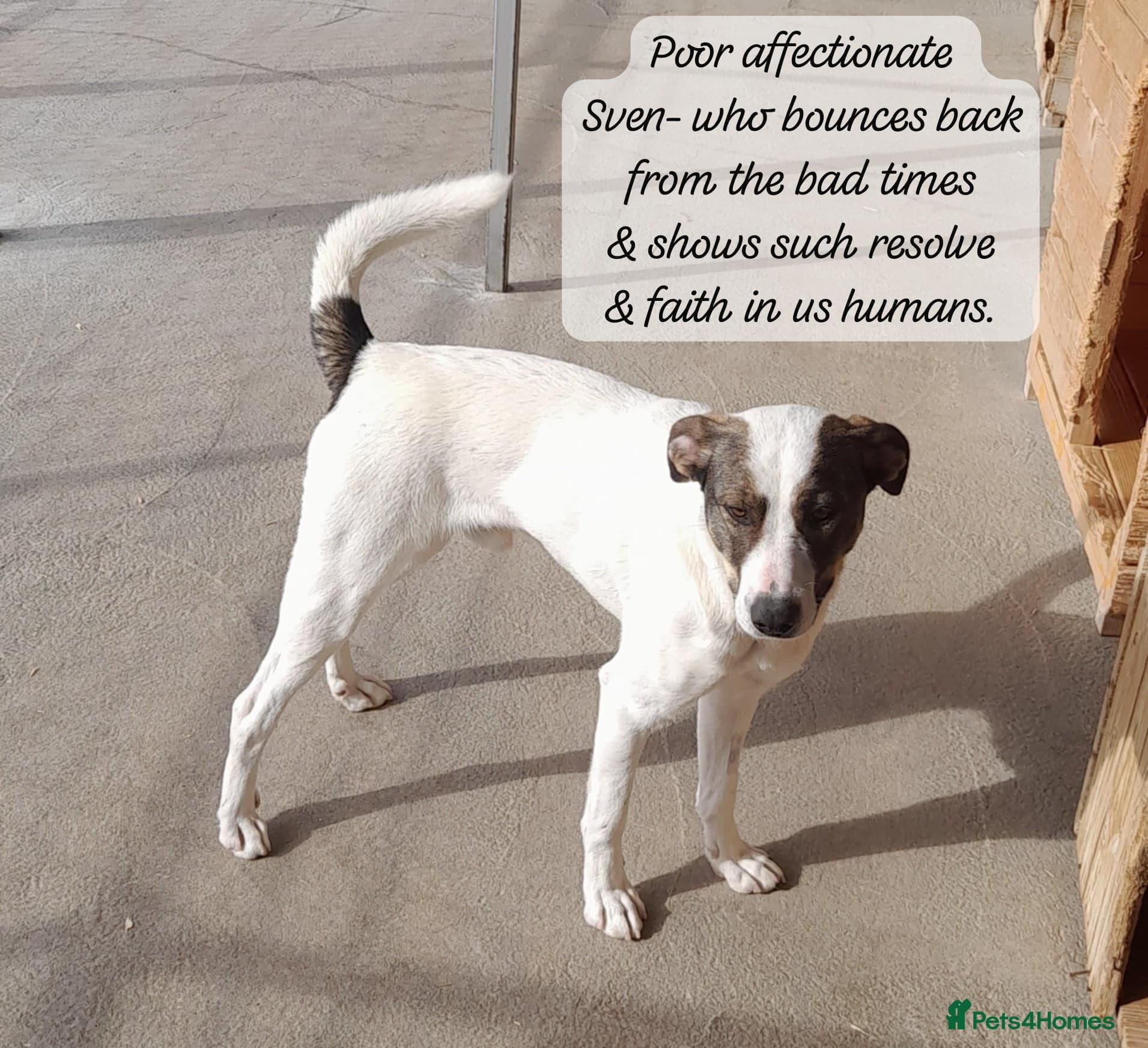 Sven, 1.5 yrs approx.Available for adoption. photo 9