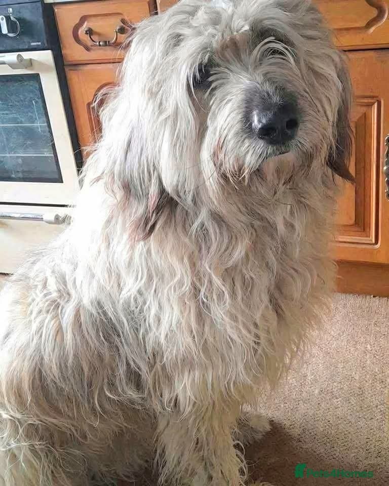 Oscar - our bear boy💚 photo 3