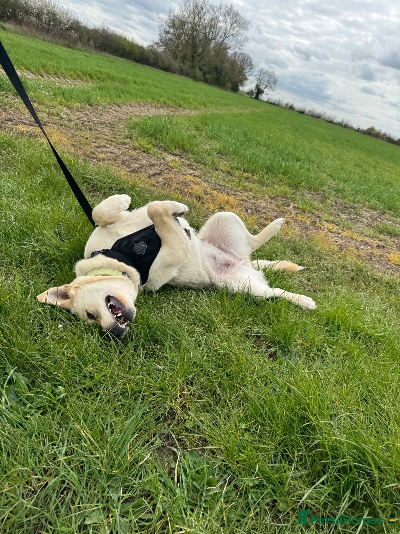 ️🐶 milady photo 3