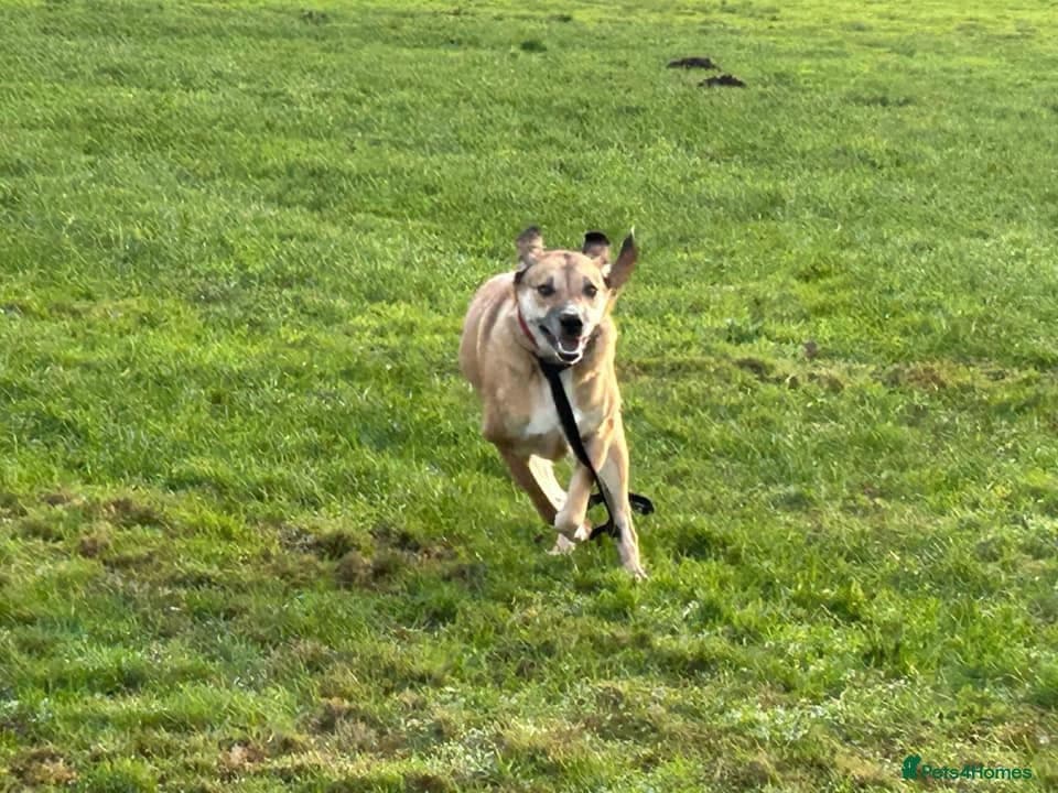 Sara - Norwich Norfolk photo 5