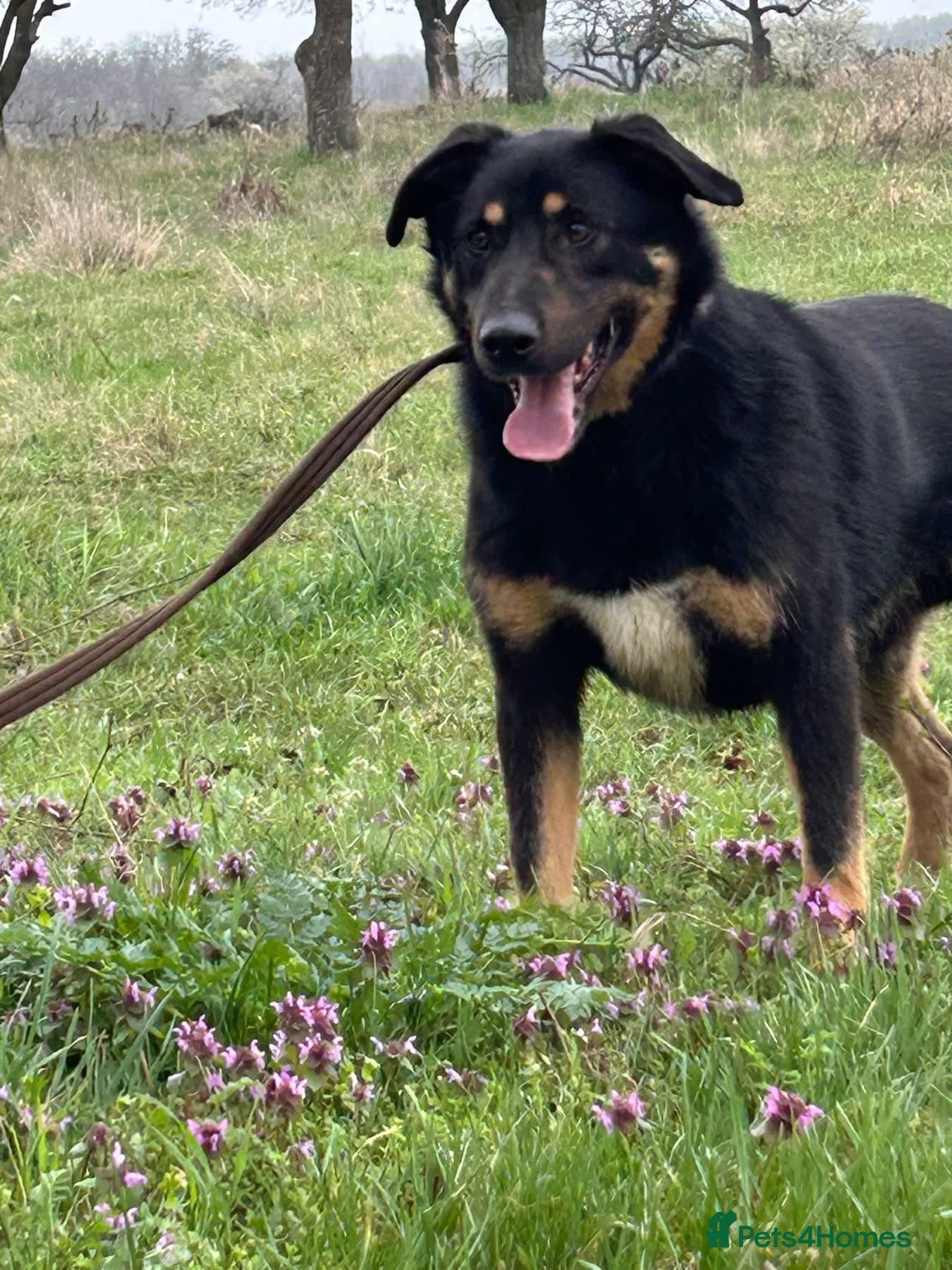 Romeo - Norwich Norfolk photo 5