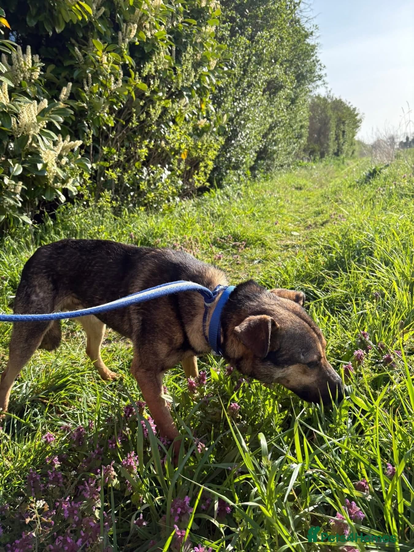 Jenkins - Norwich Norfolk photo 12