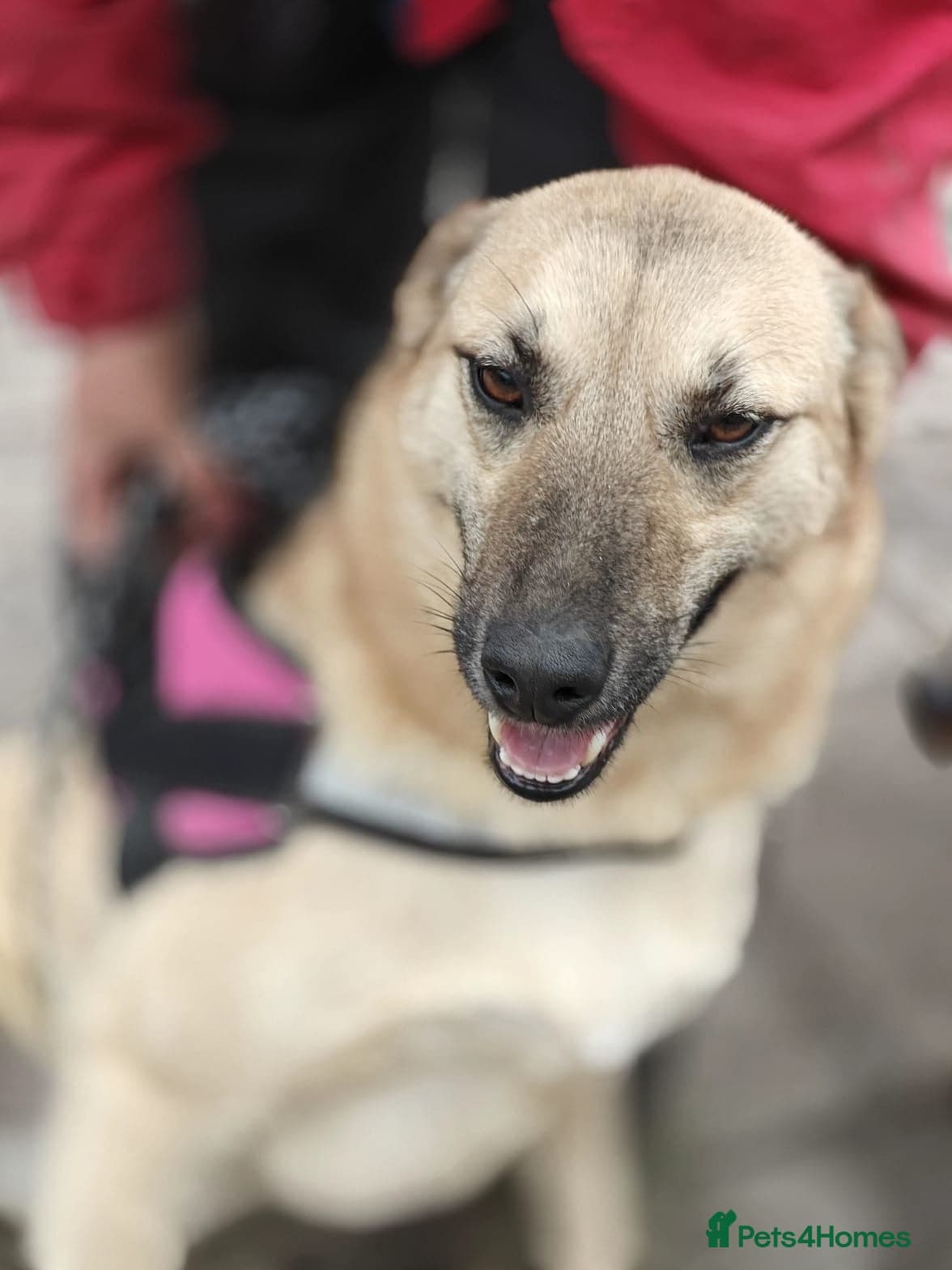 ️🐶 stacy photo 5