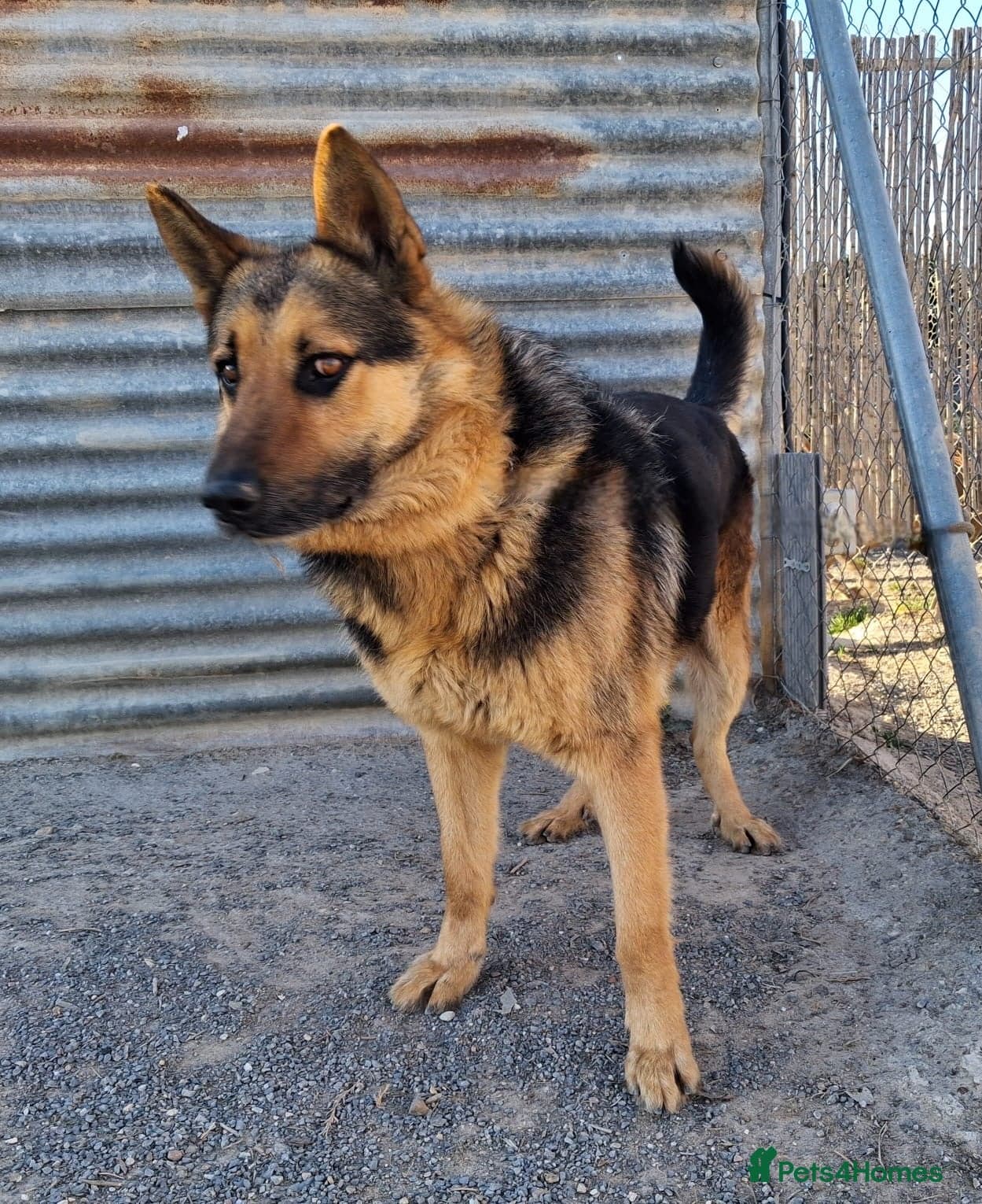 ️URGENT‼️🚨 Bandit 💙🐾 photo 15