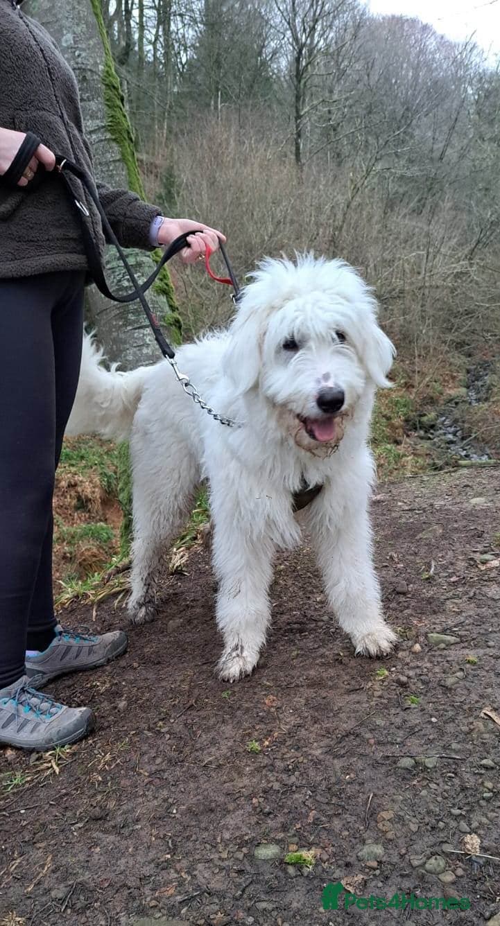 JOJO,URGENT🖤 Superb big Girl photo 3