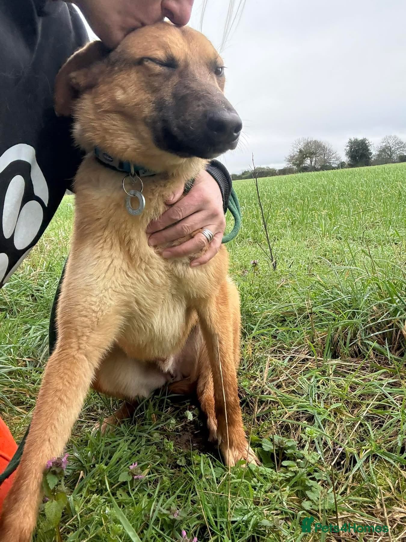 Dylan - Norwich Norfolk photo 12