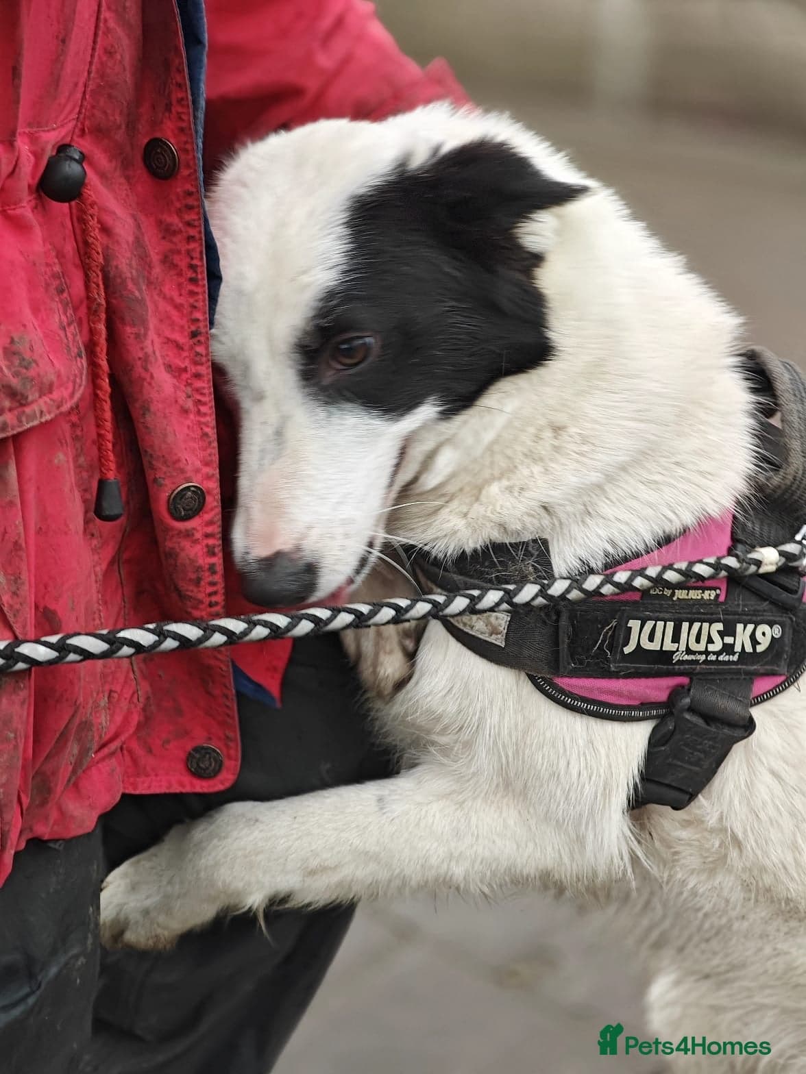 ️🐶 suzy photo 7