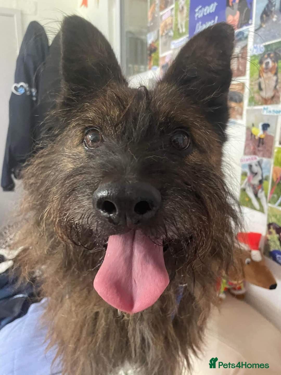 Meet Aran, currently residing in Cheshire photo 8