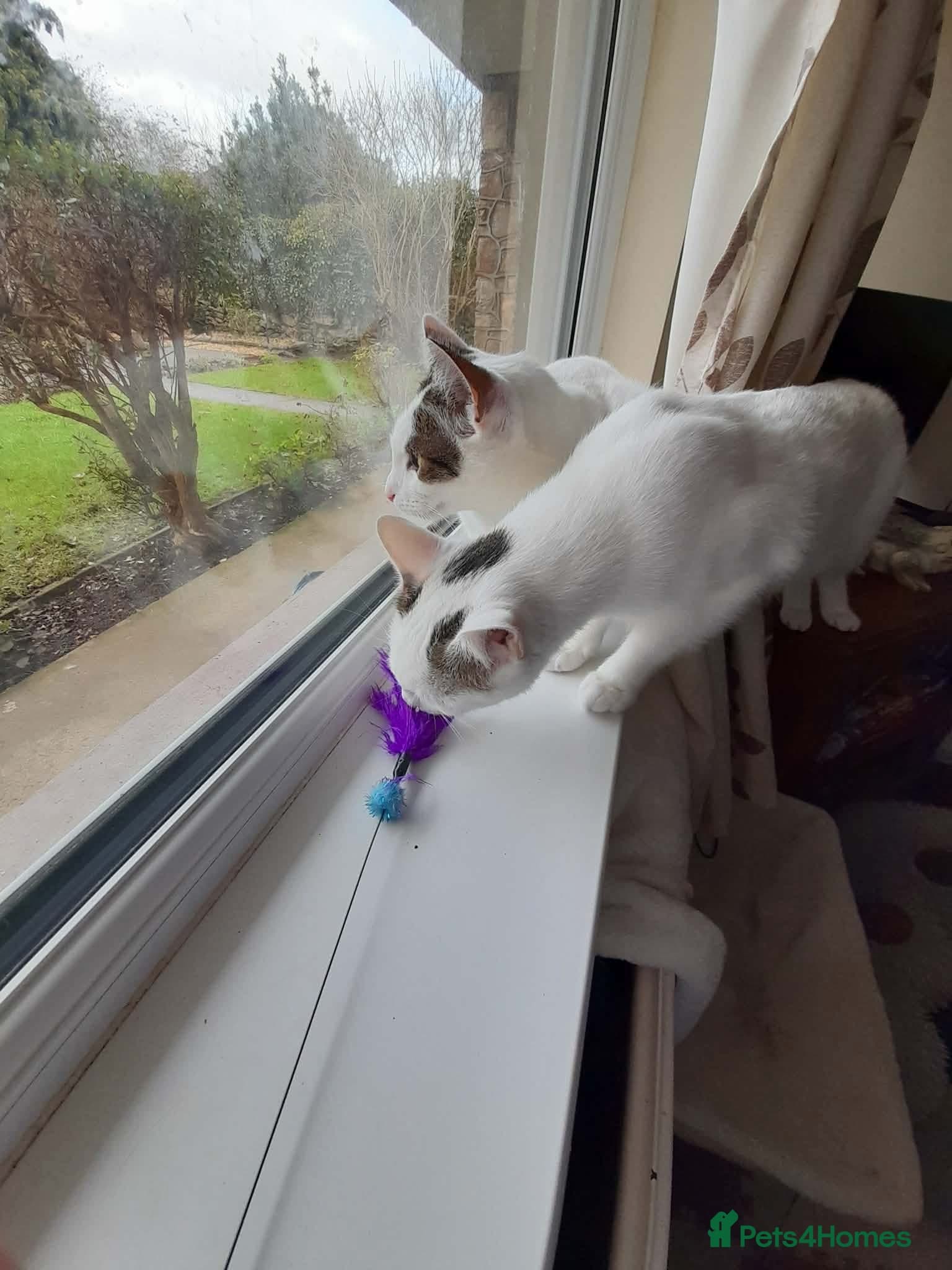 Beautiful Keanu and snow photo 9