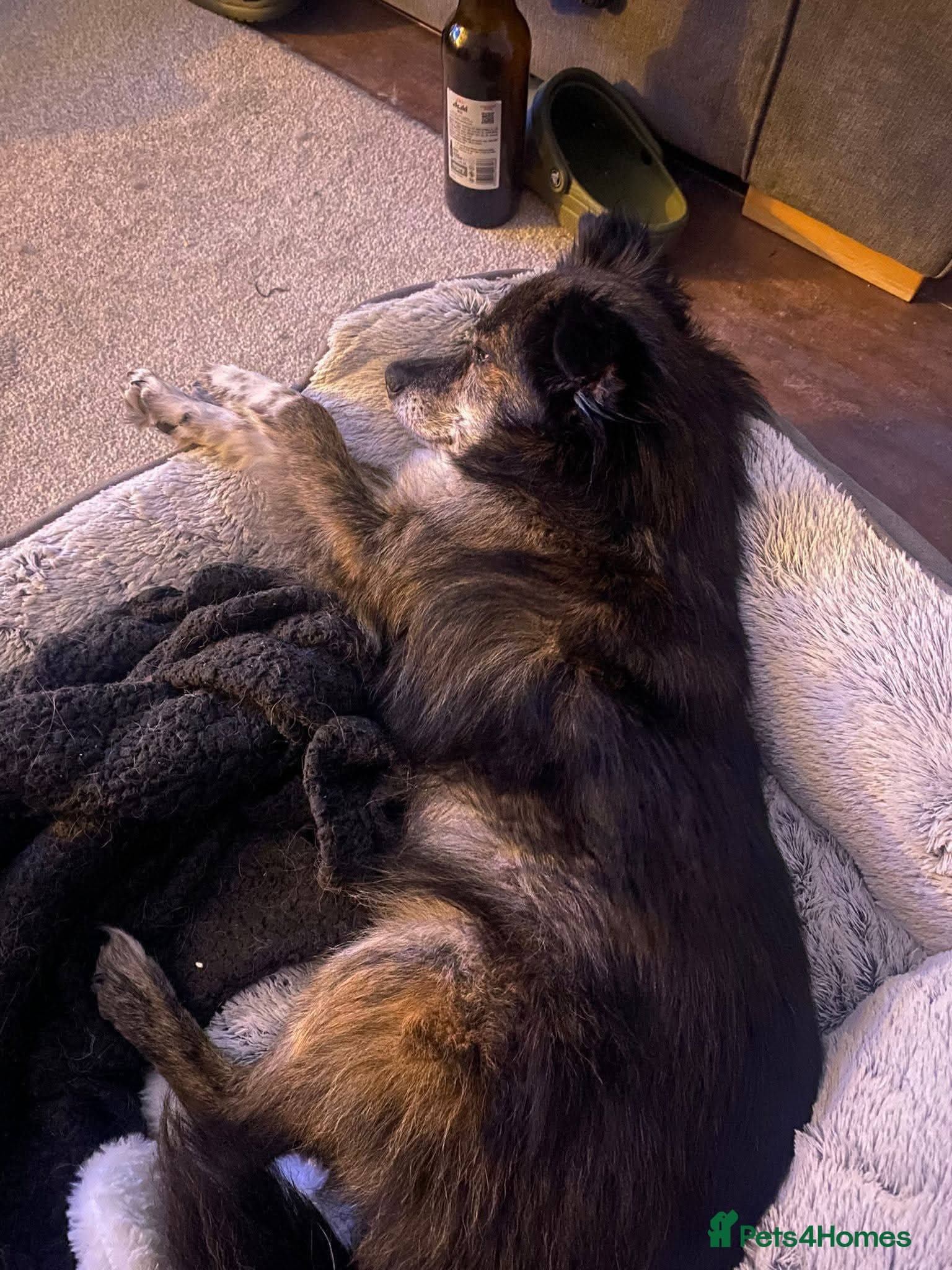 Meet Gizmo, currently residing in Lancashire photo 7