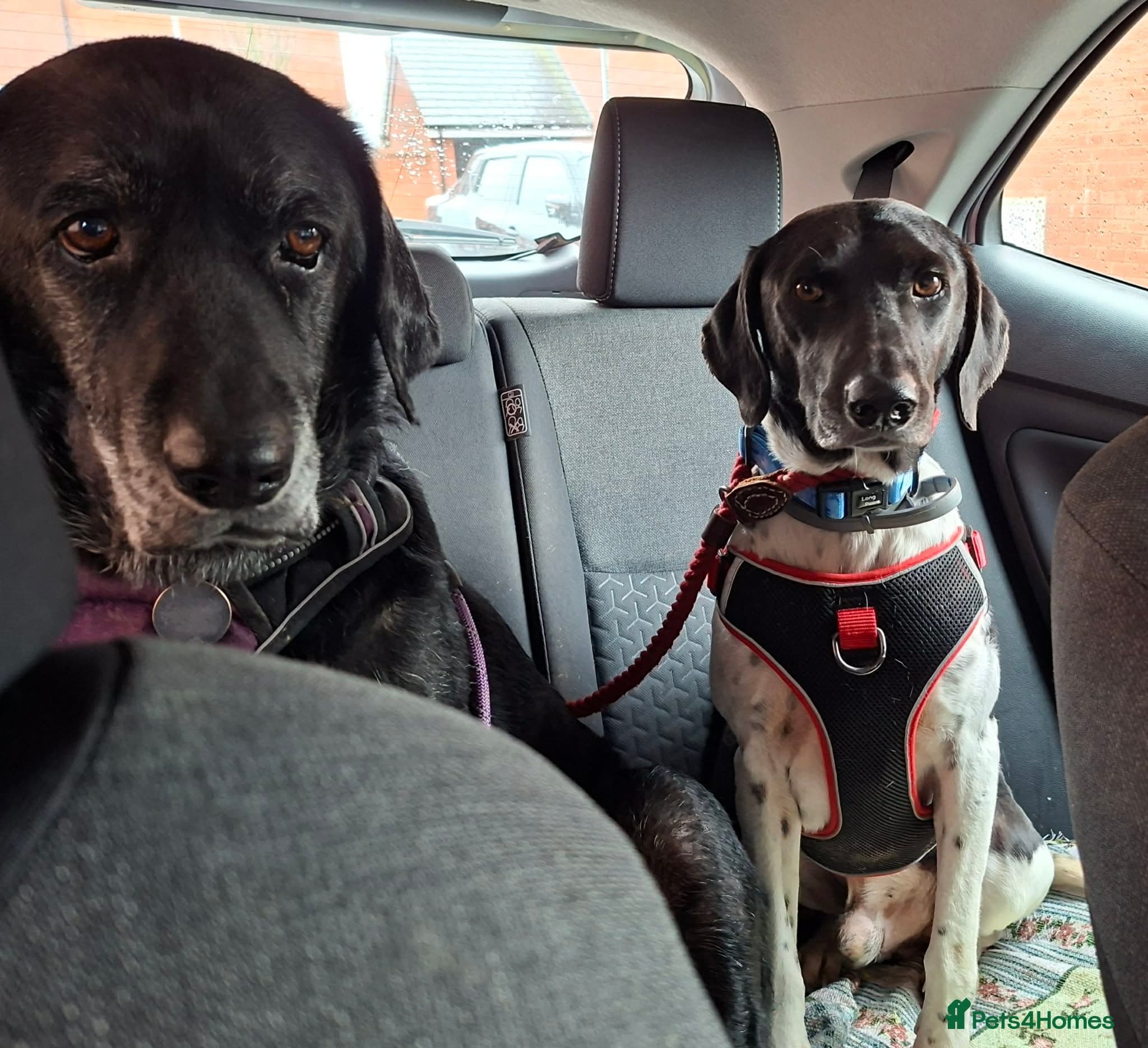 Stratos ! ❤️ a Cypriot sweetheart photo 13