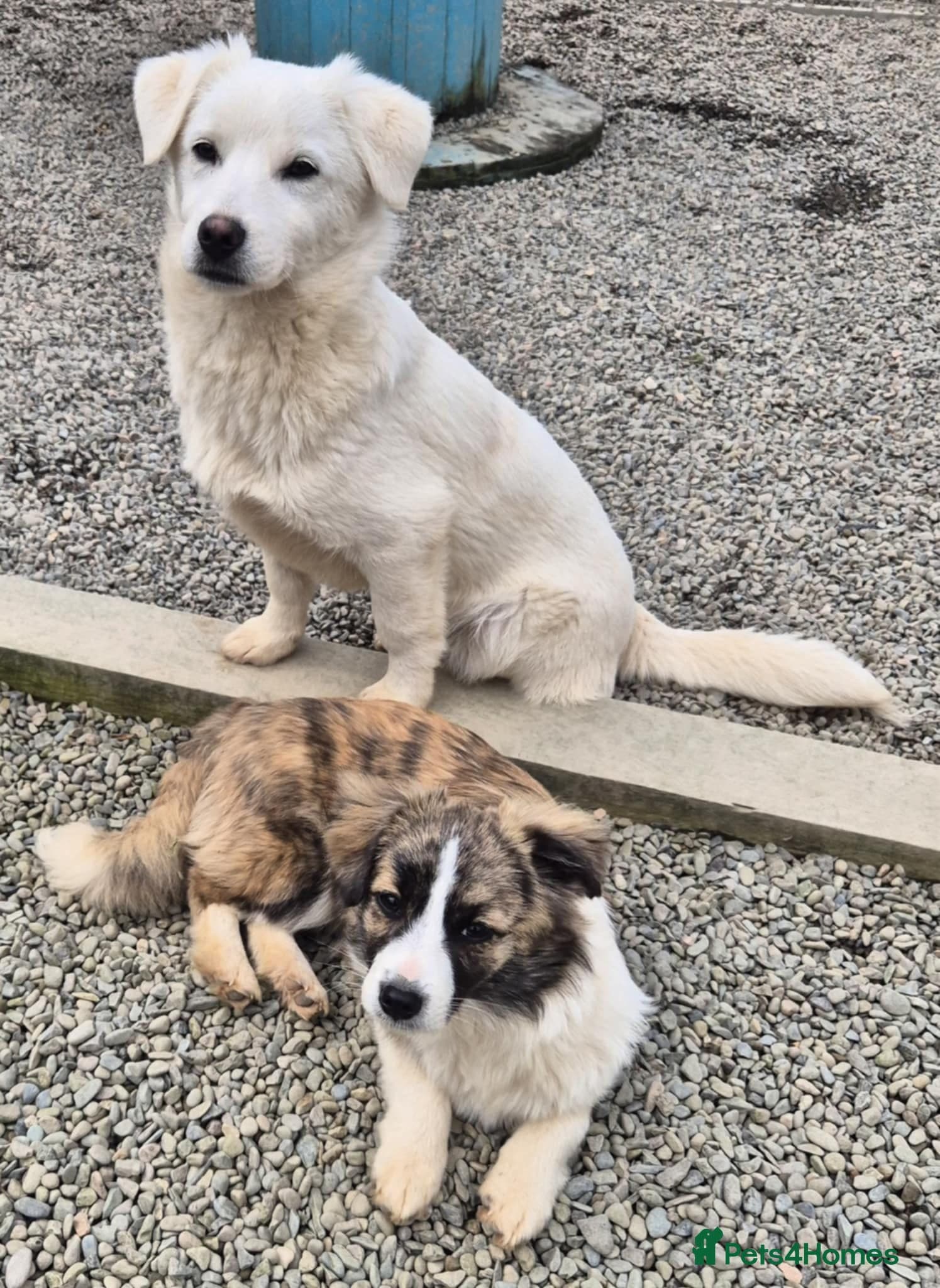 Buddy - In Ayr photo 6