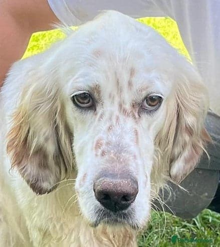 Jay — English Setter