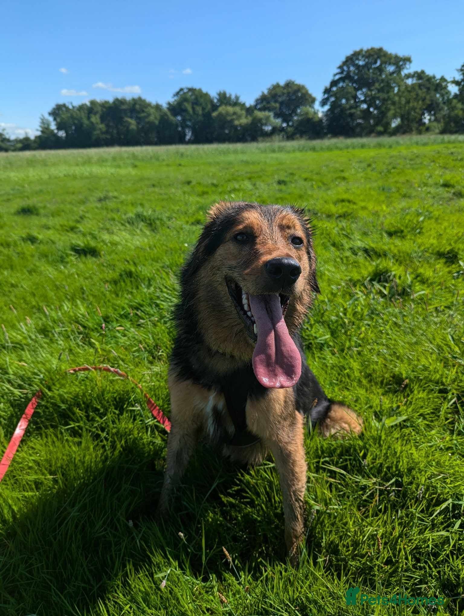 Meet Derry, currently residing in Cheshire photo 10