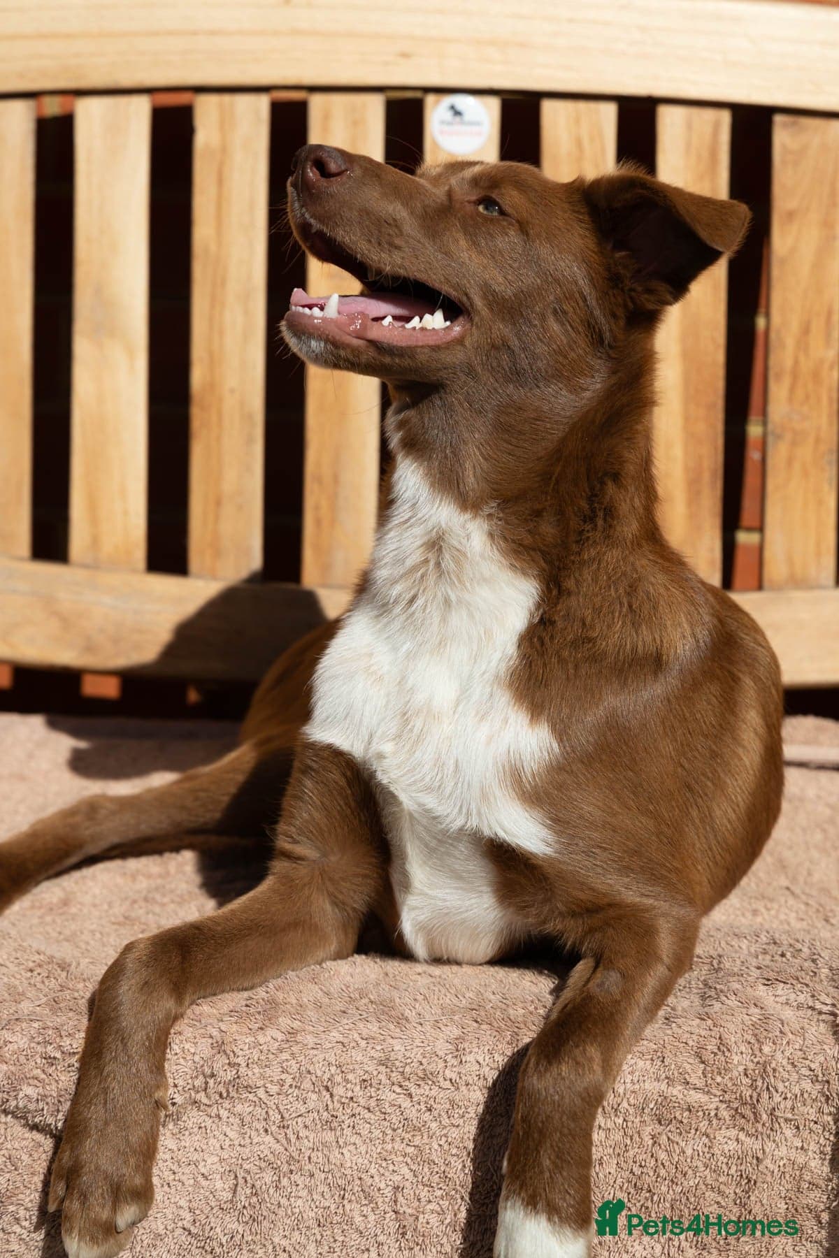 Mocha - everyone loves this lad photo 15