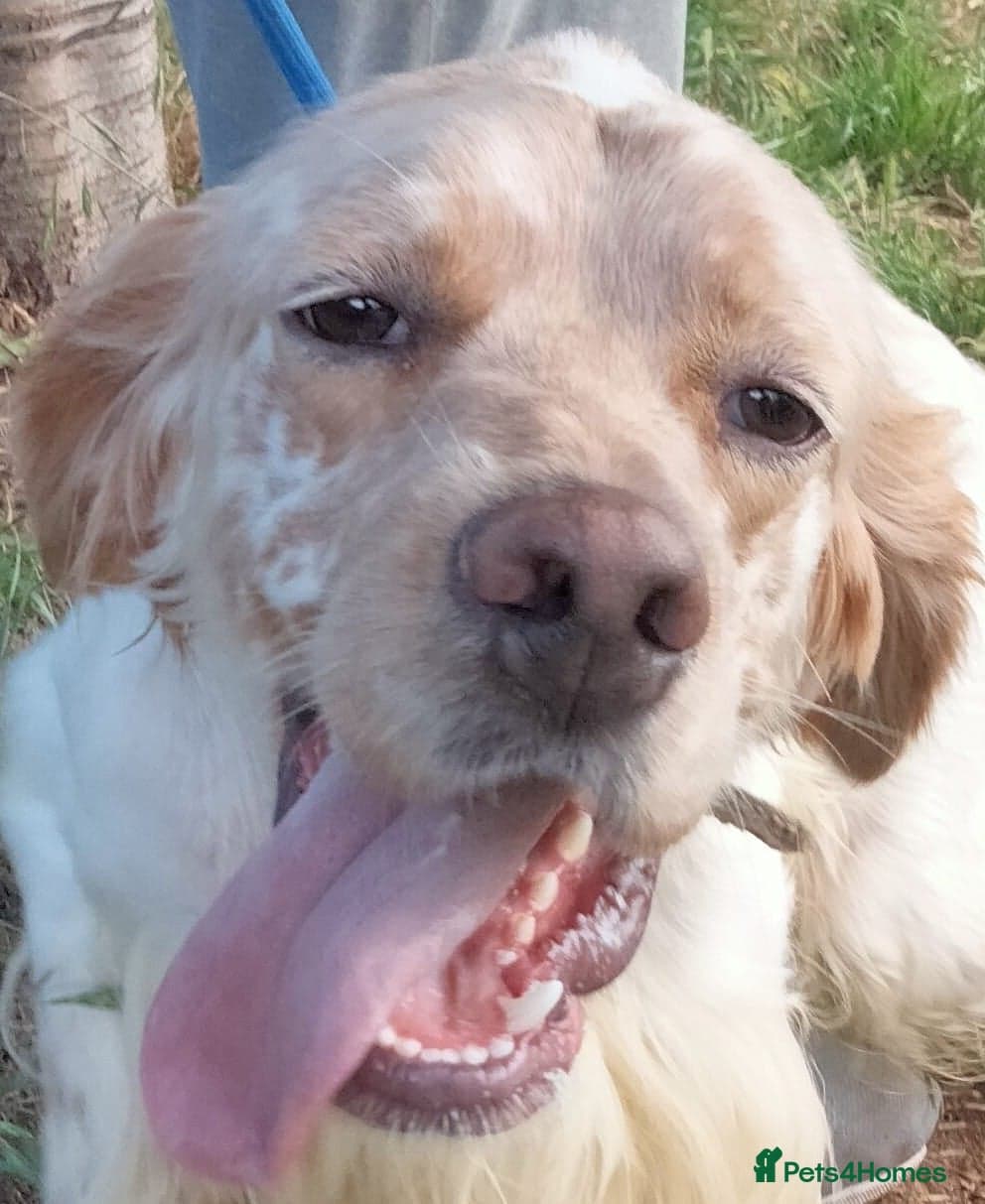 Lupin — English Setter