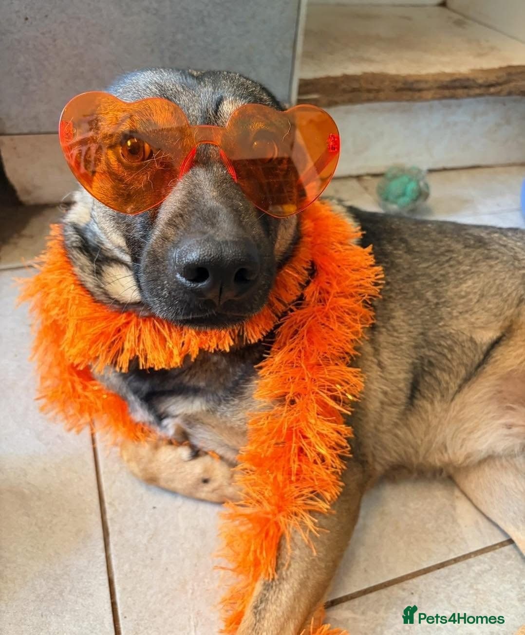 Luna ๐พ๐ photo 18