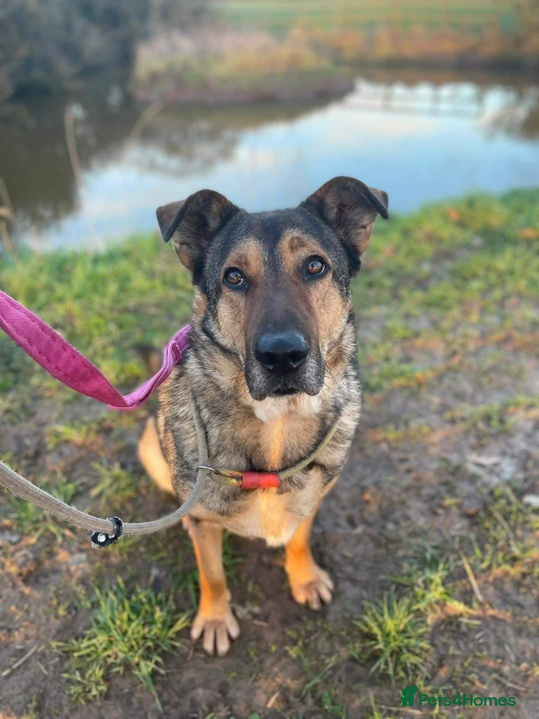 Meet Kobi, currently residing in Cheshire photo 4