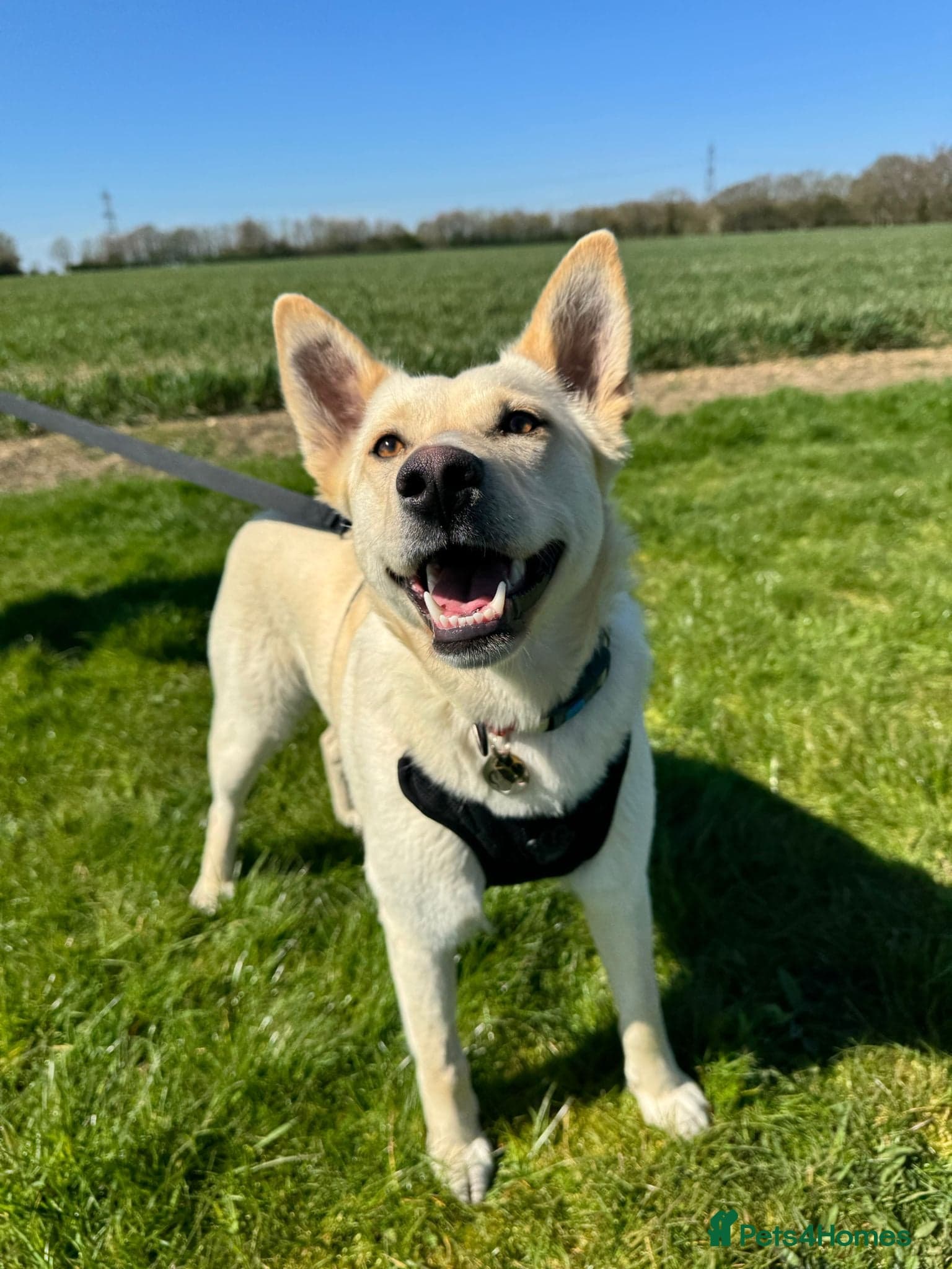 ️🐶 milady — Mixed Breed