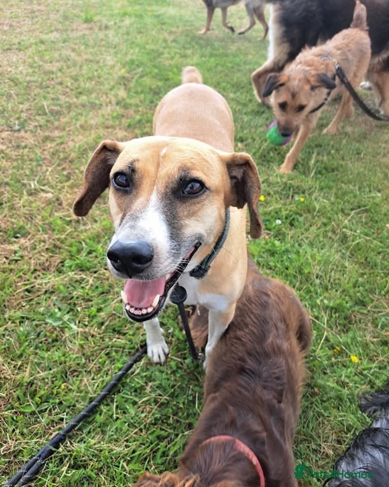 Shandy, a real sweetheart 🧡 photo 3