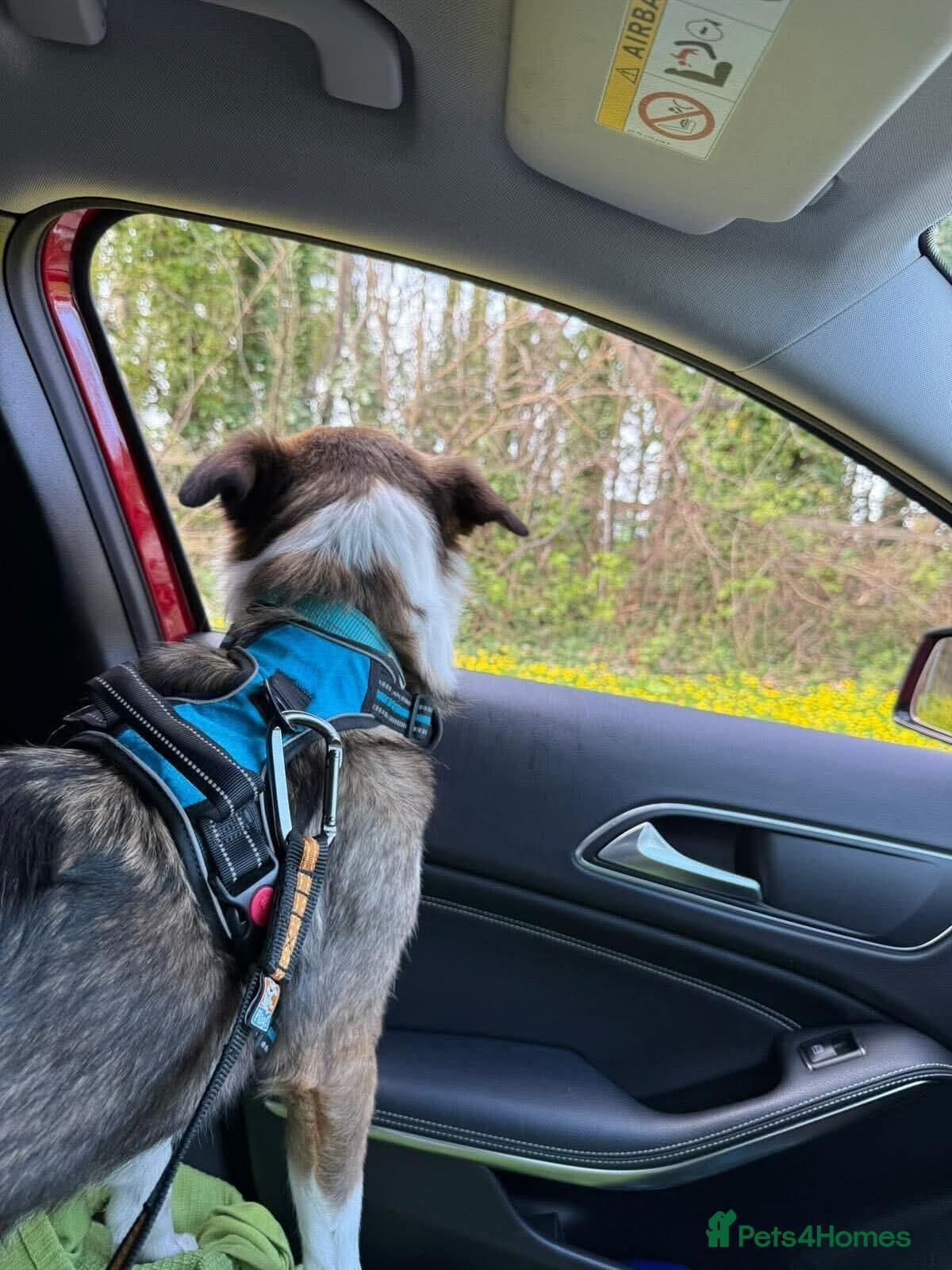 Meet Bella, currently residing in Merseyside photo 13