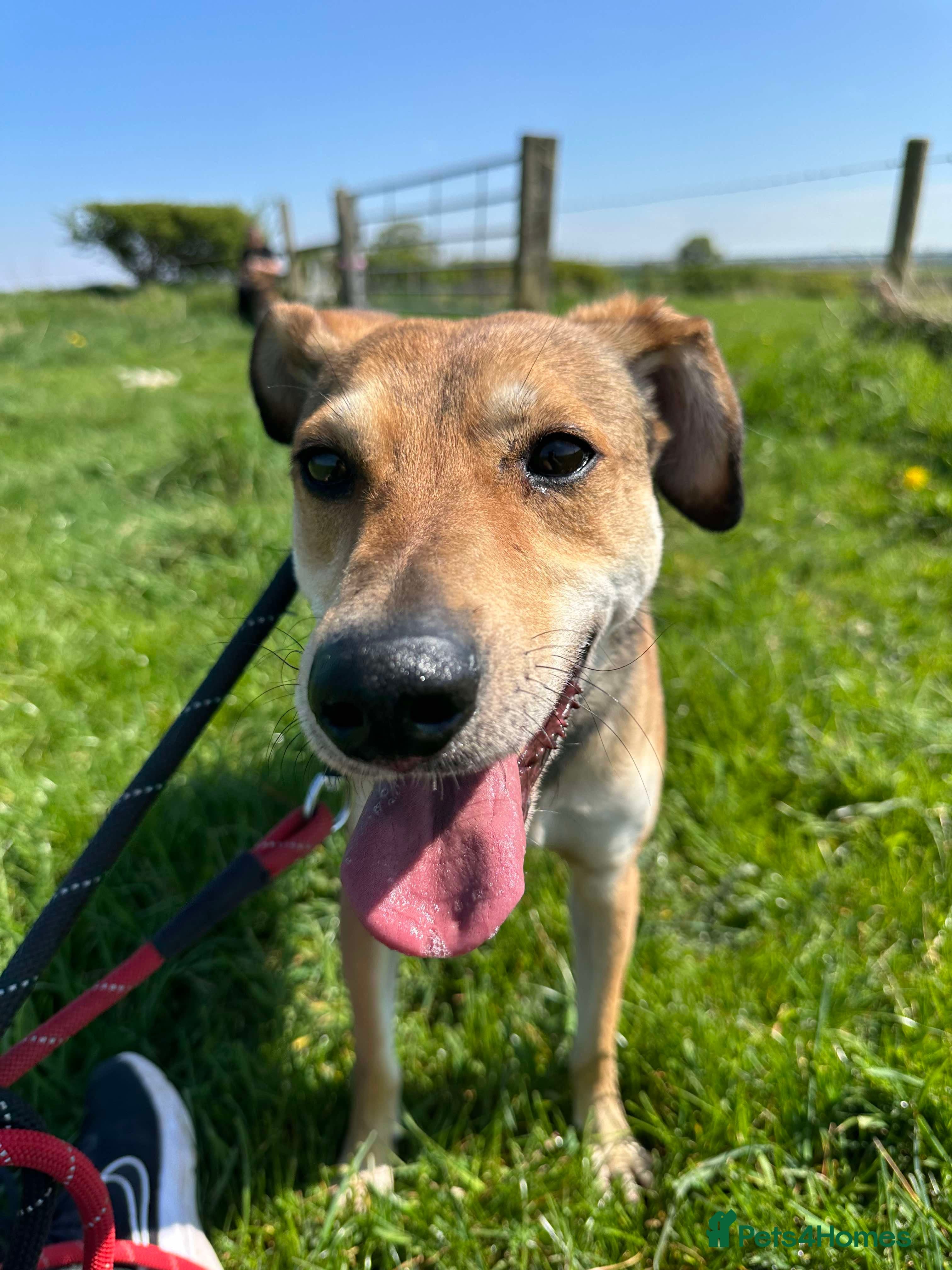 Meet Barney, currently residing in Cheshire photo 16