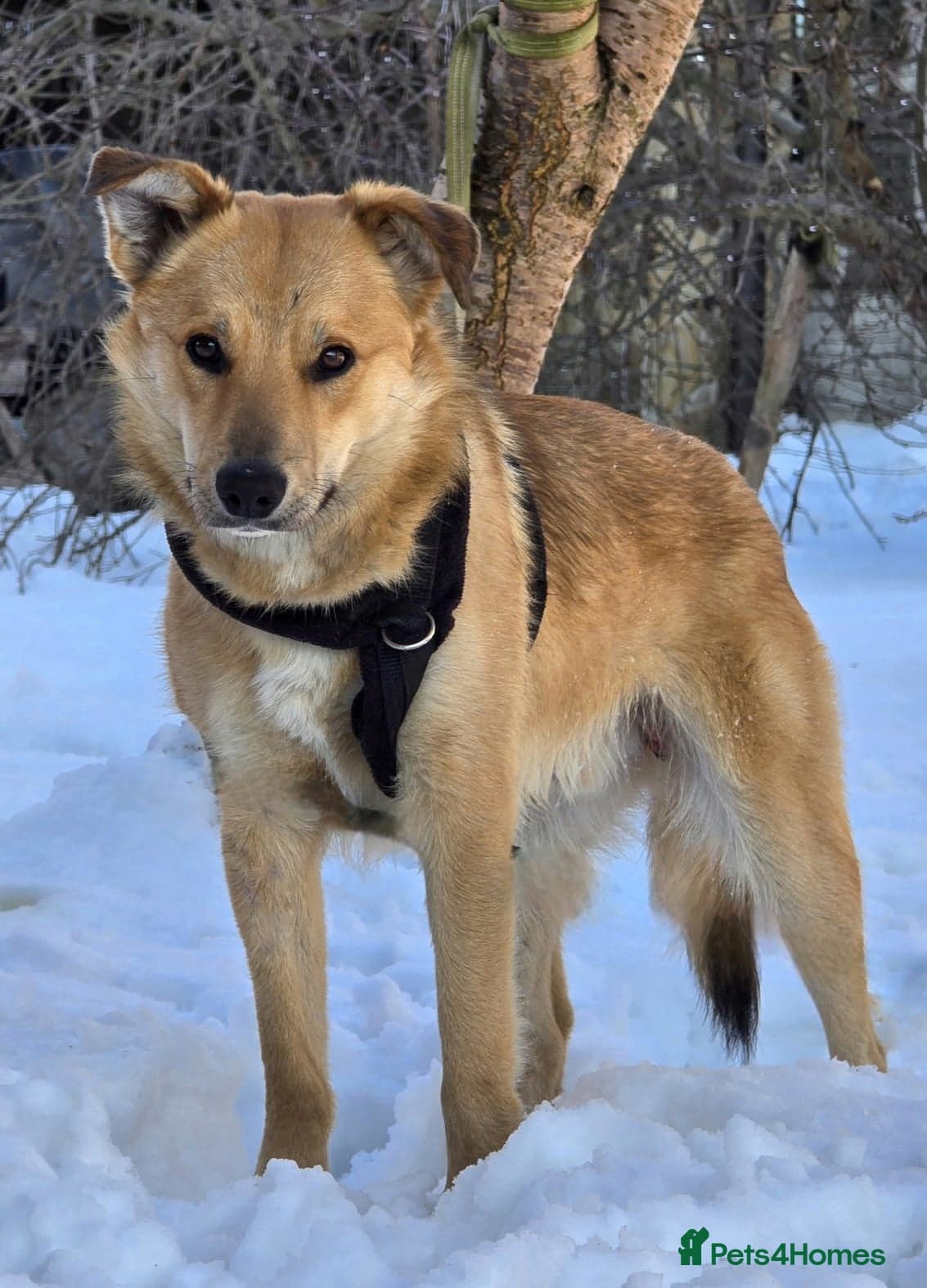 Cactus (yanik) photo 6