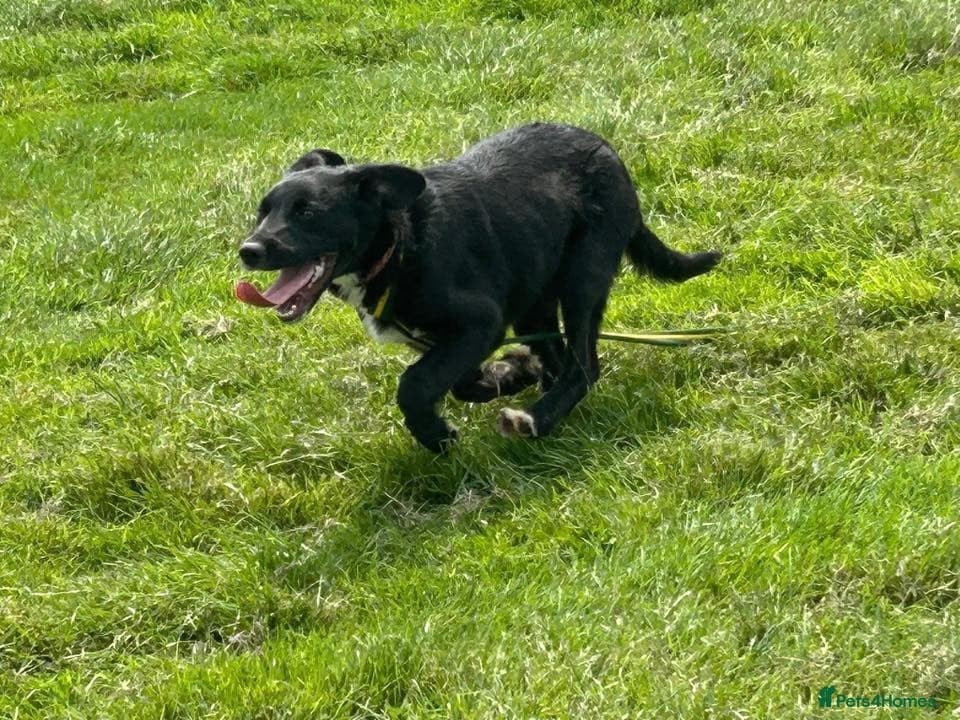 Barney - Norwich norfolk photo 25