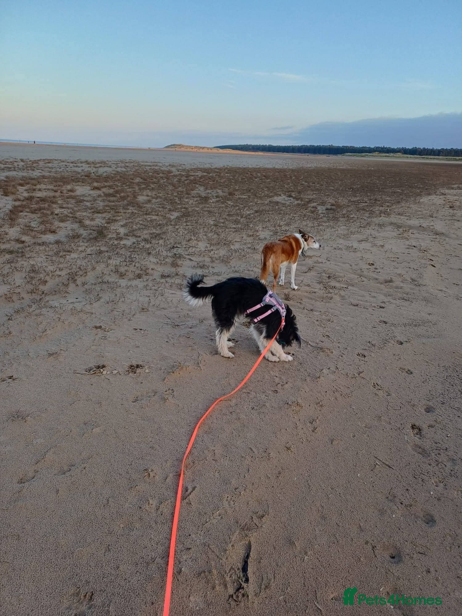 Meet Courgetti, currently residing in Norfolk photo 6