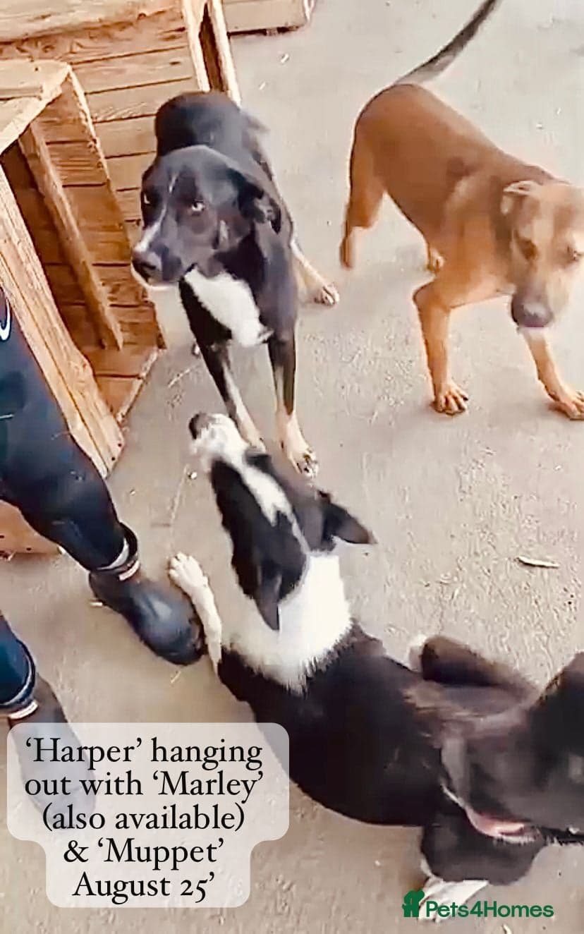 Harper, 2 yrs old approx. photo 11