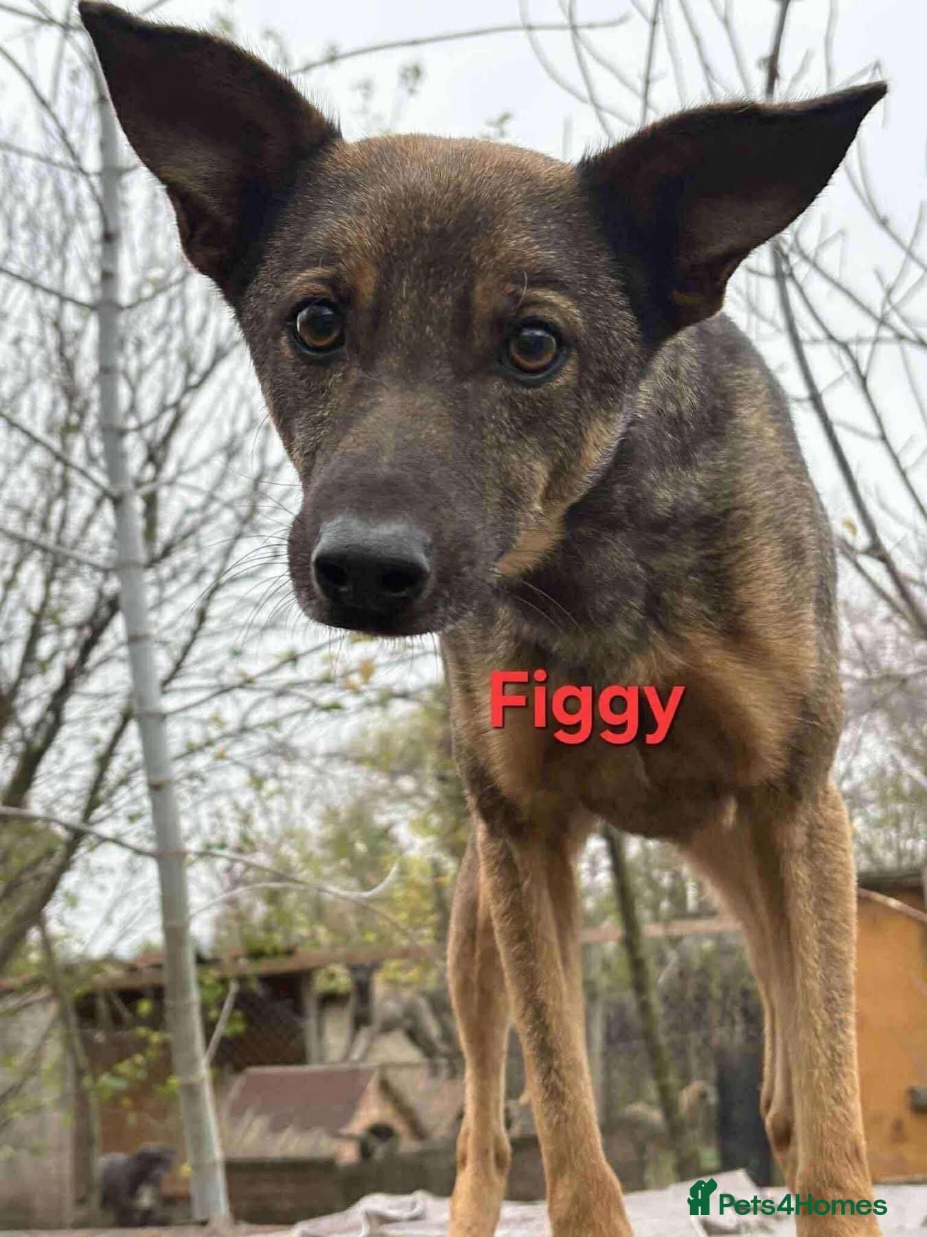 Figgy - Norwich Norfolk photo 9
