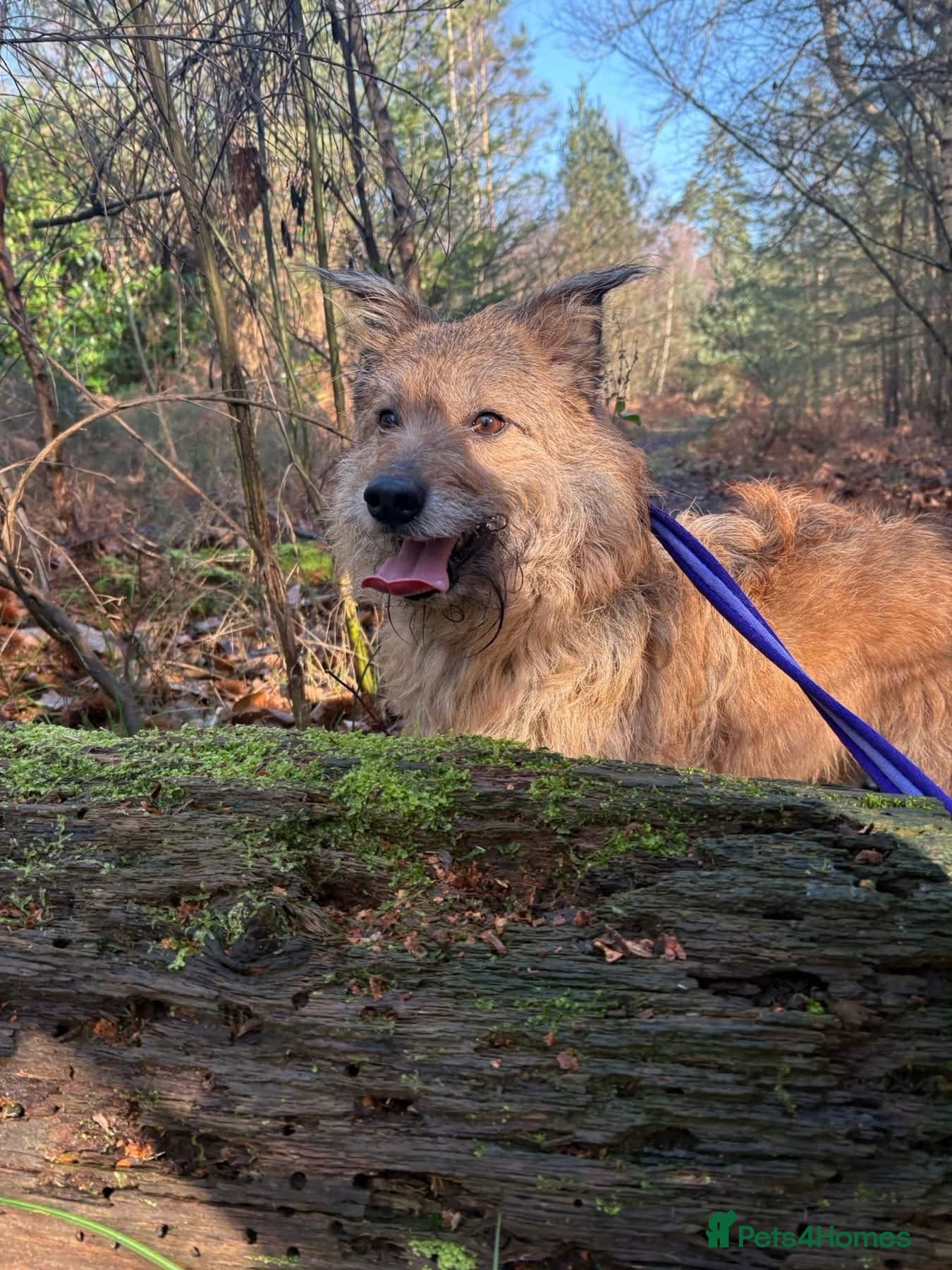 Jack - Watton Norfolk photo 6